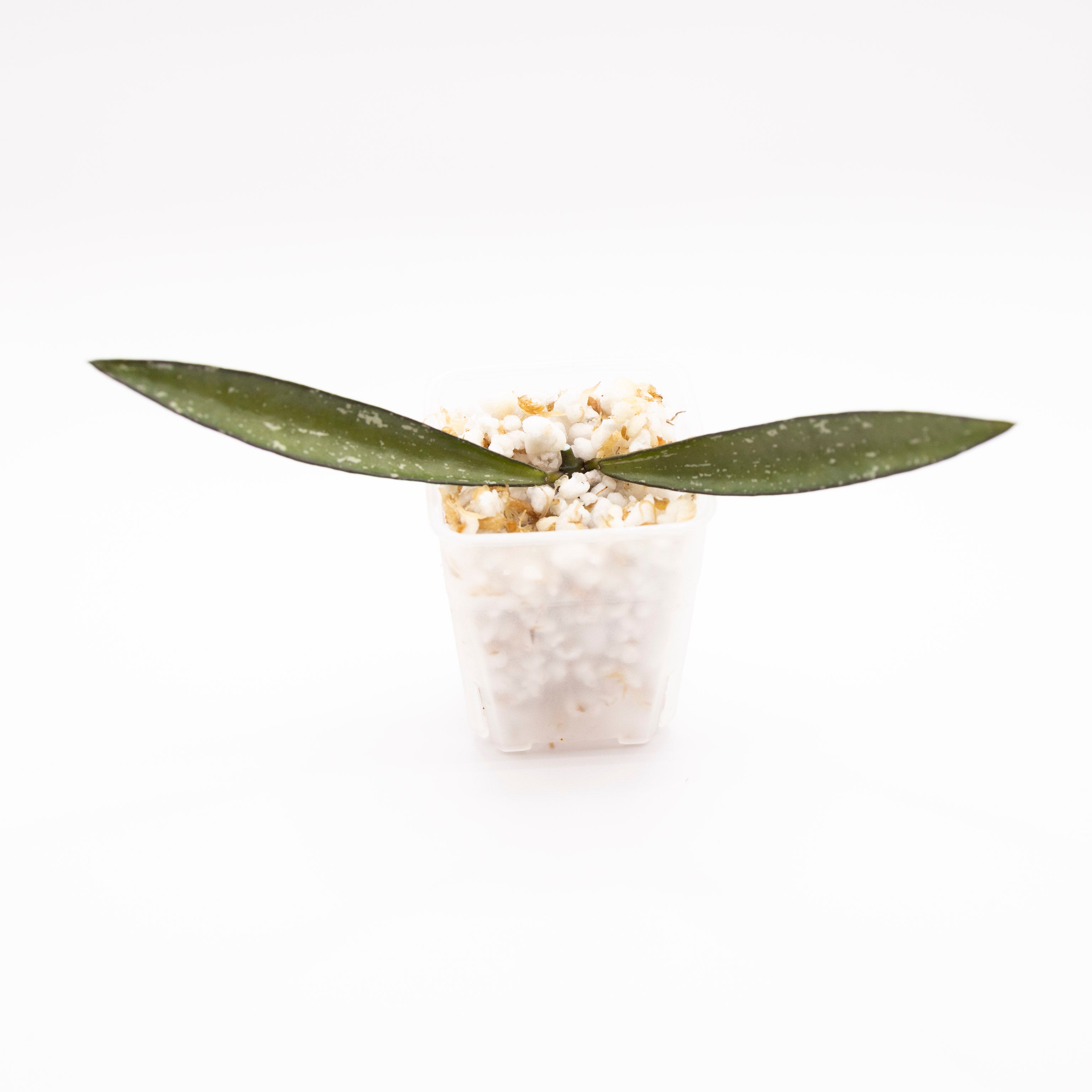 Hoya Tanggamus Bamboo Leaf