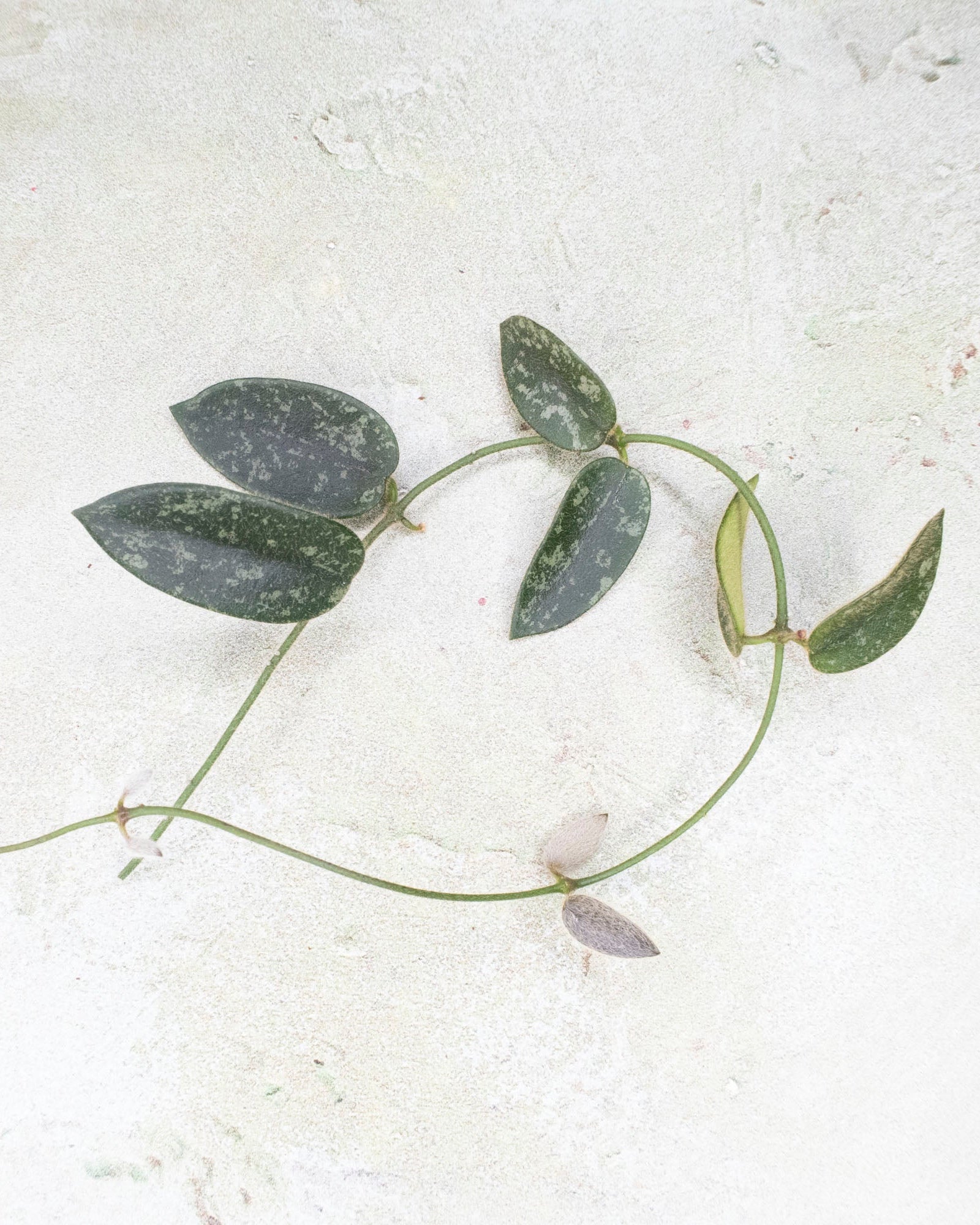 Hoya Thomsonii Splash