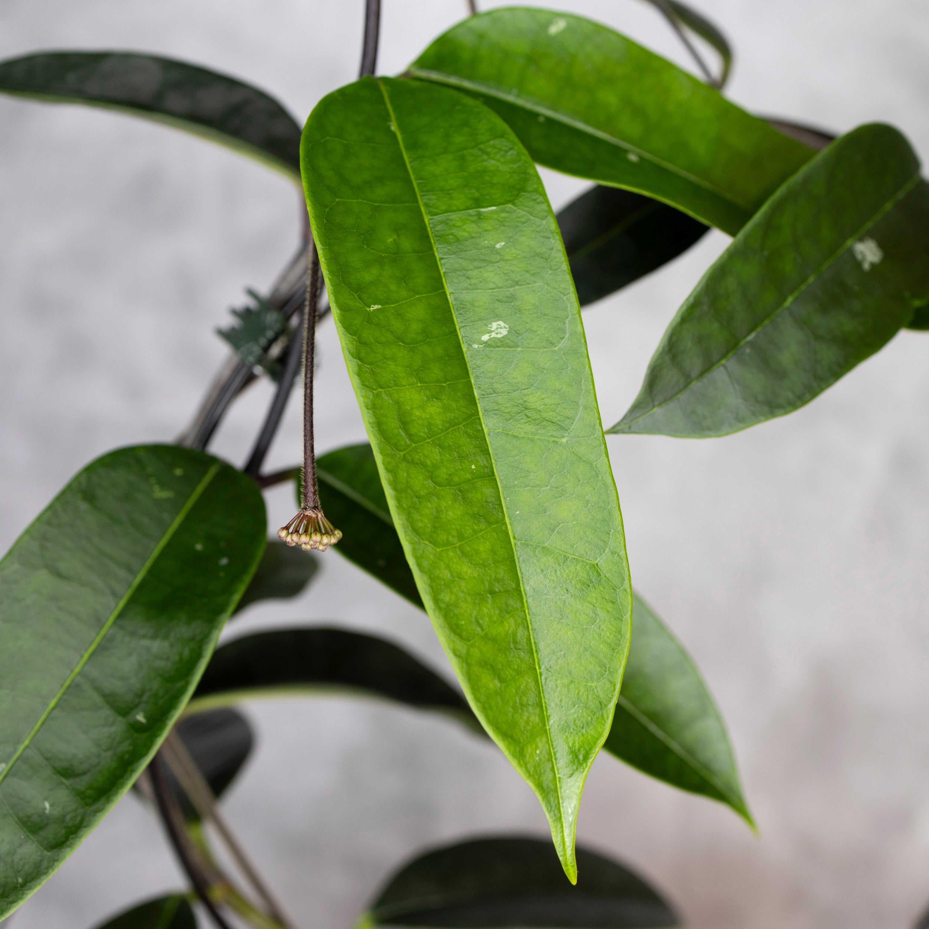Hoya Thuathienhuensis, close-up of green leaves with a blurred background