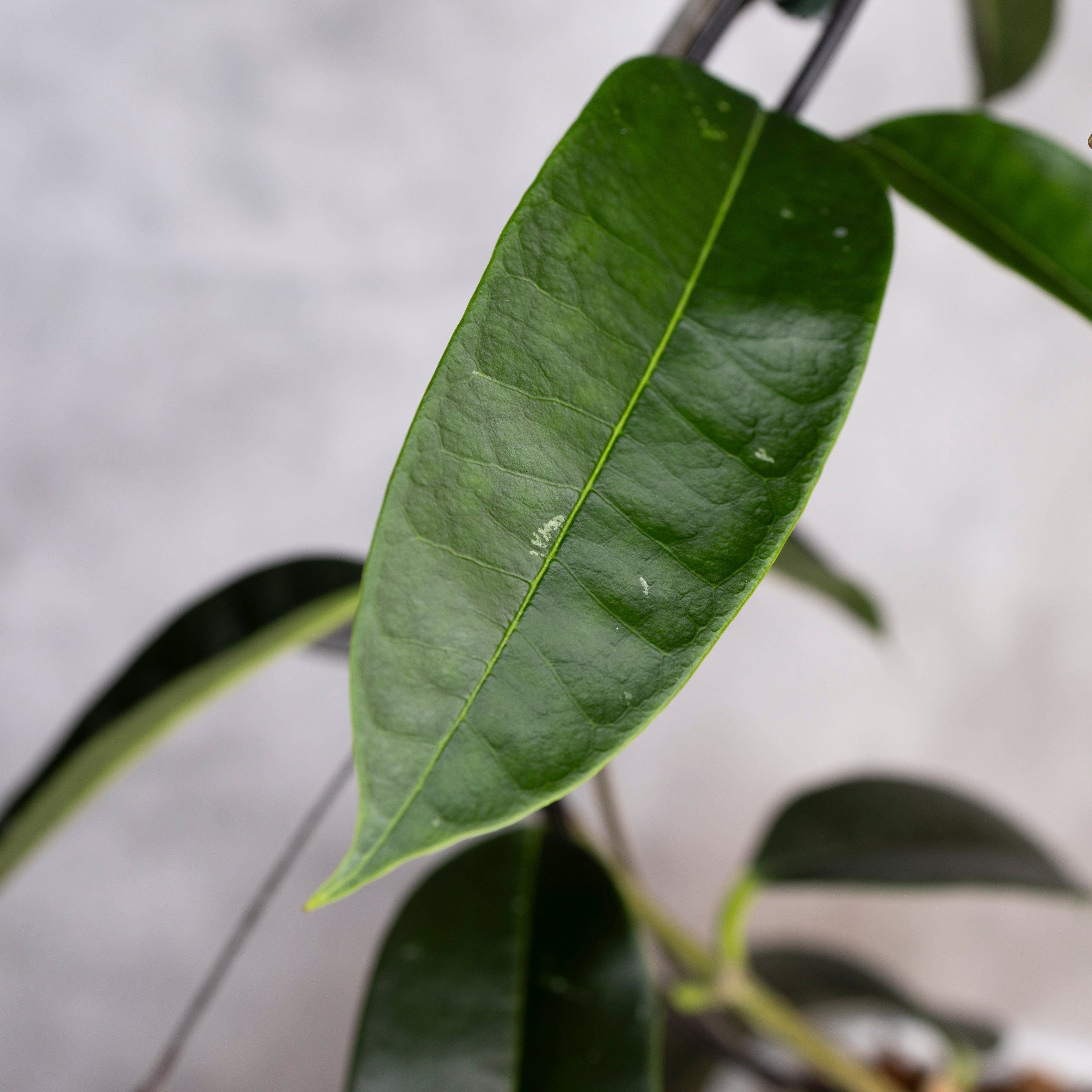 Hoya Thuathienhuensis, close-up of a green leaf with a blurred background