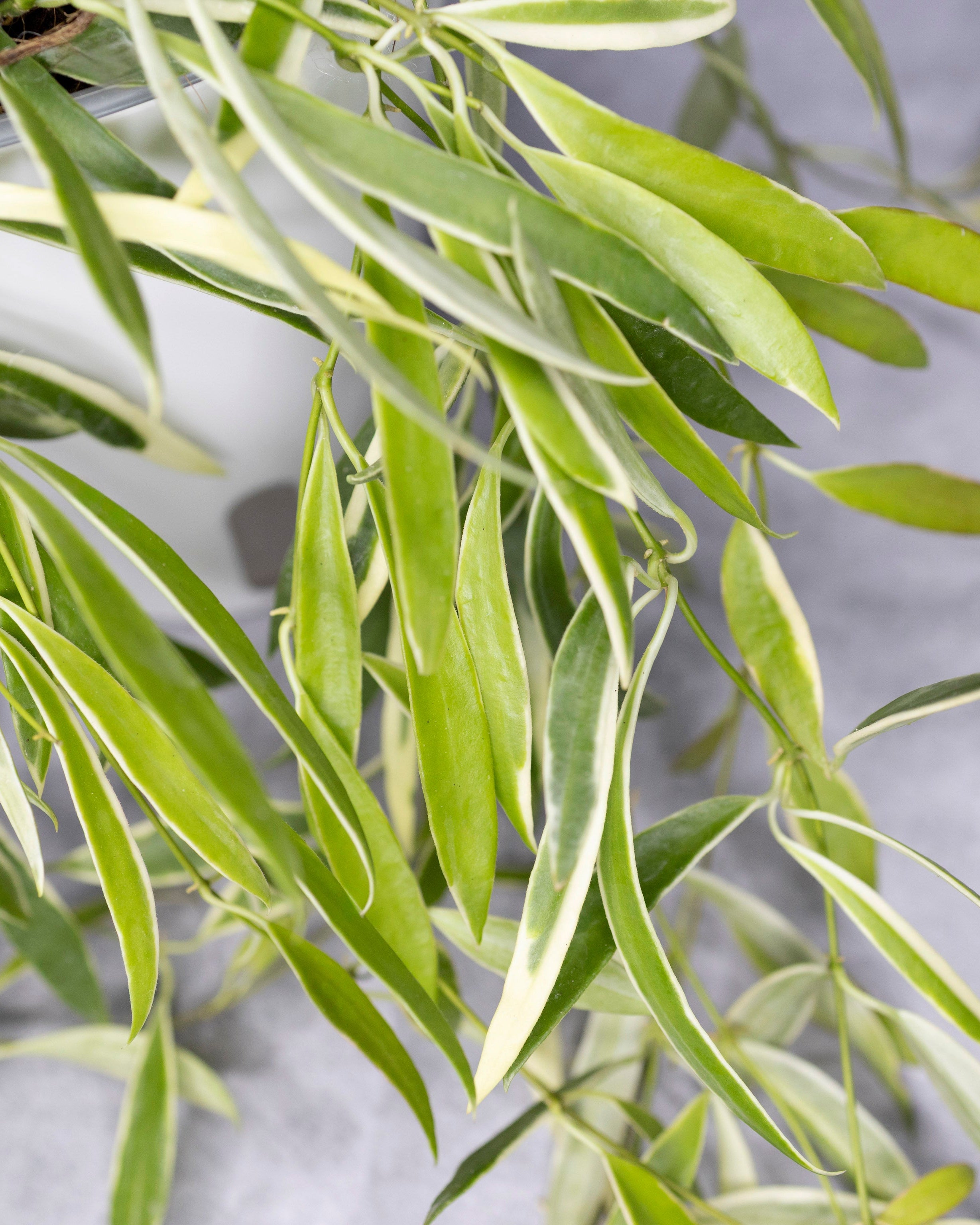 Close-up of green leaves with a blurred background