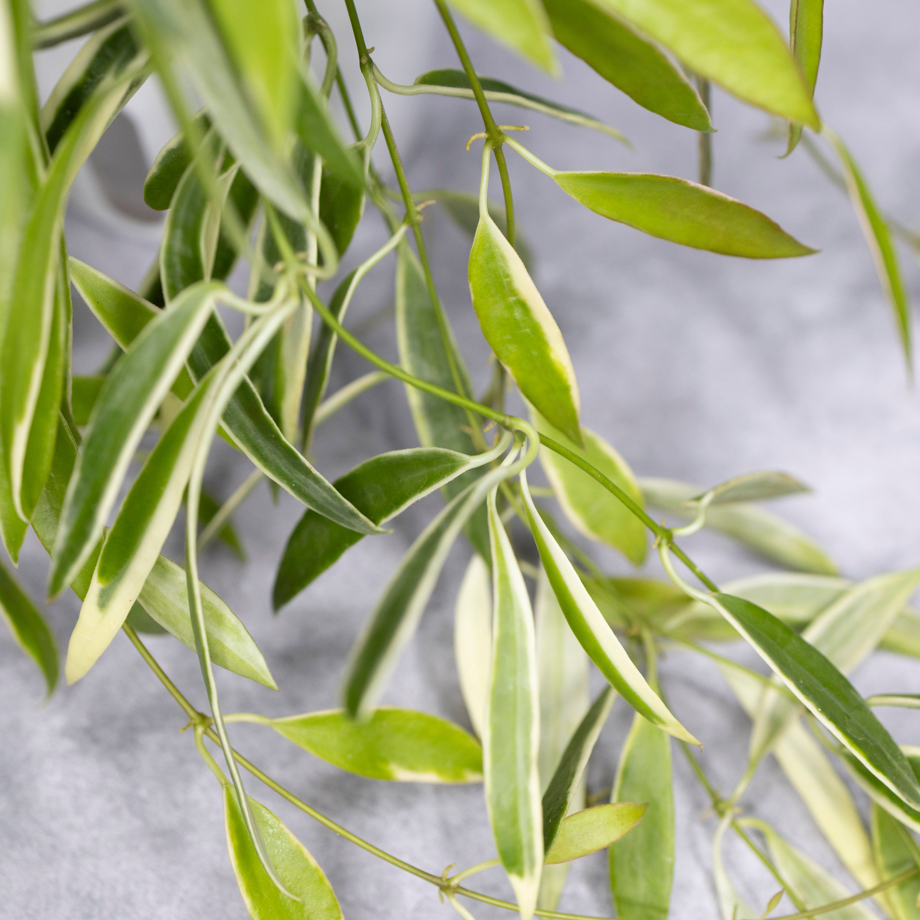 Close-up of green leaves on a light gray background