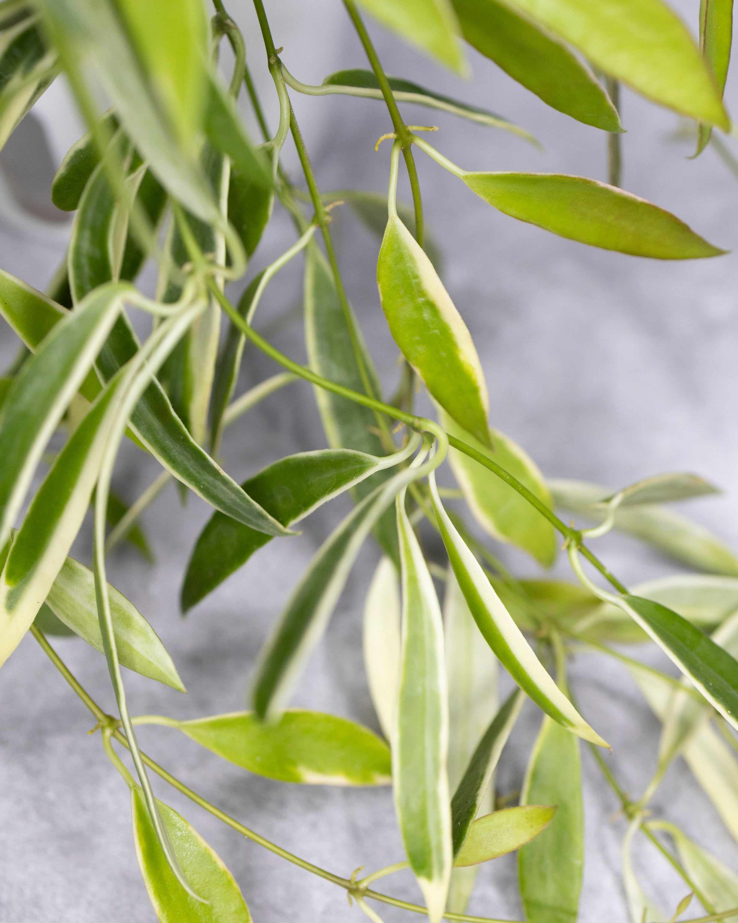 Close-up of green leaves on a light gray background
