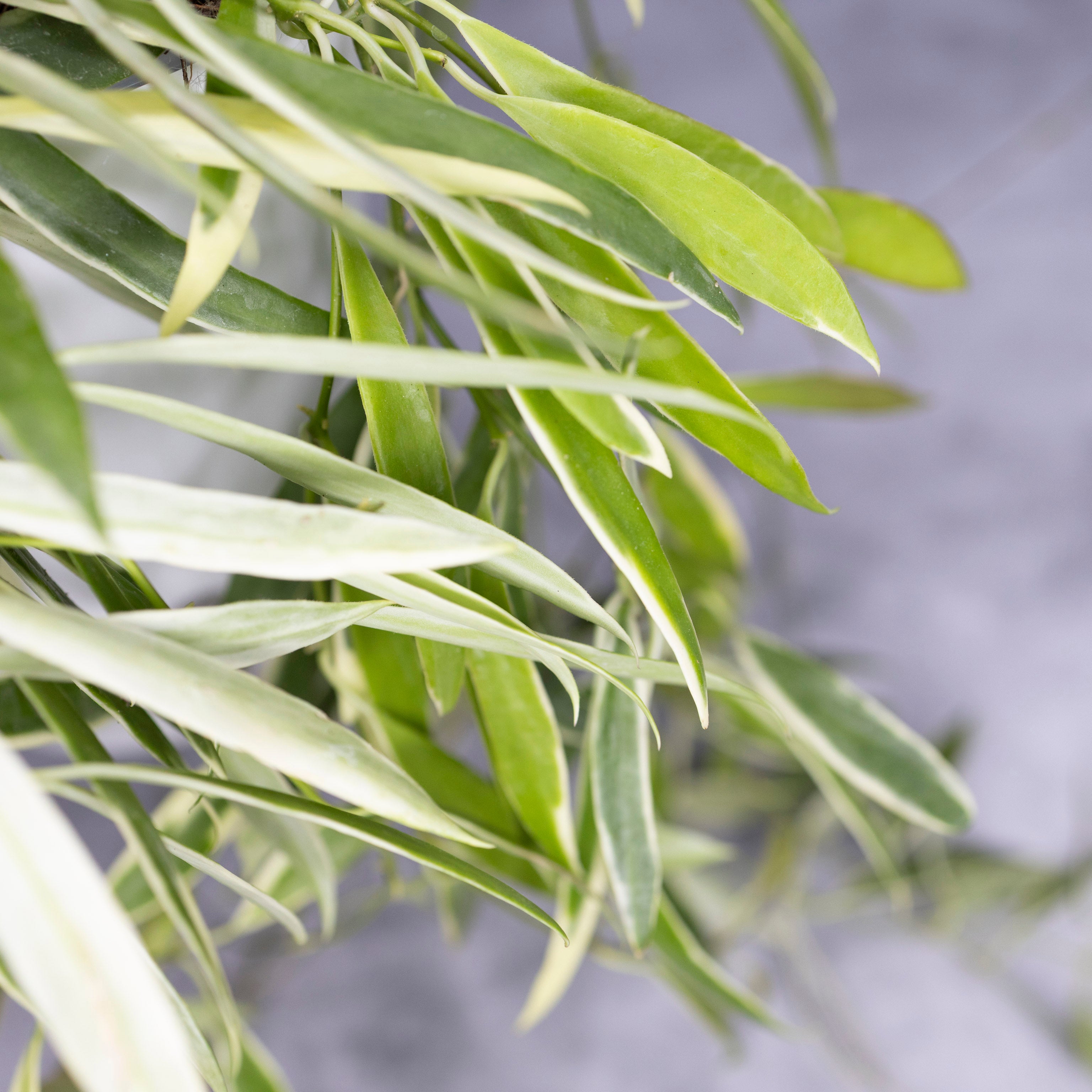 Close-up of green leaves with a blurred gray background