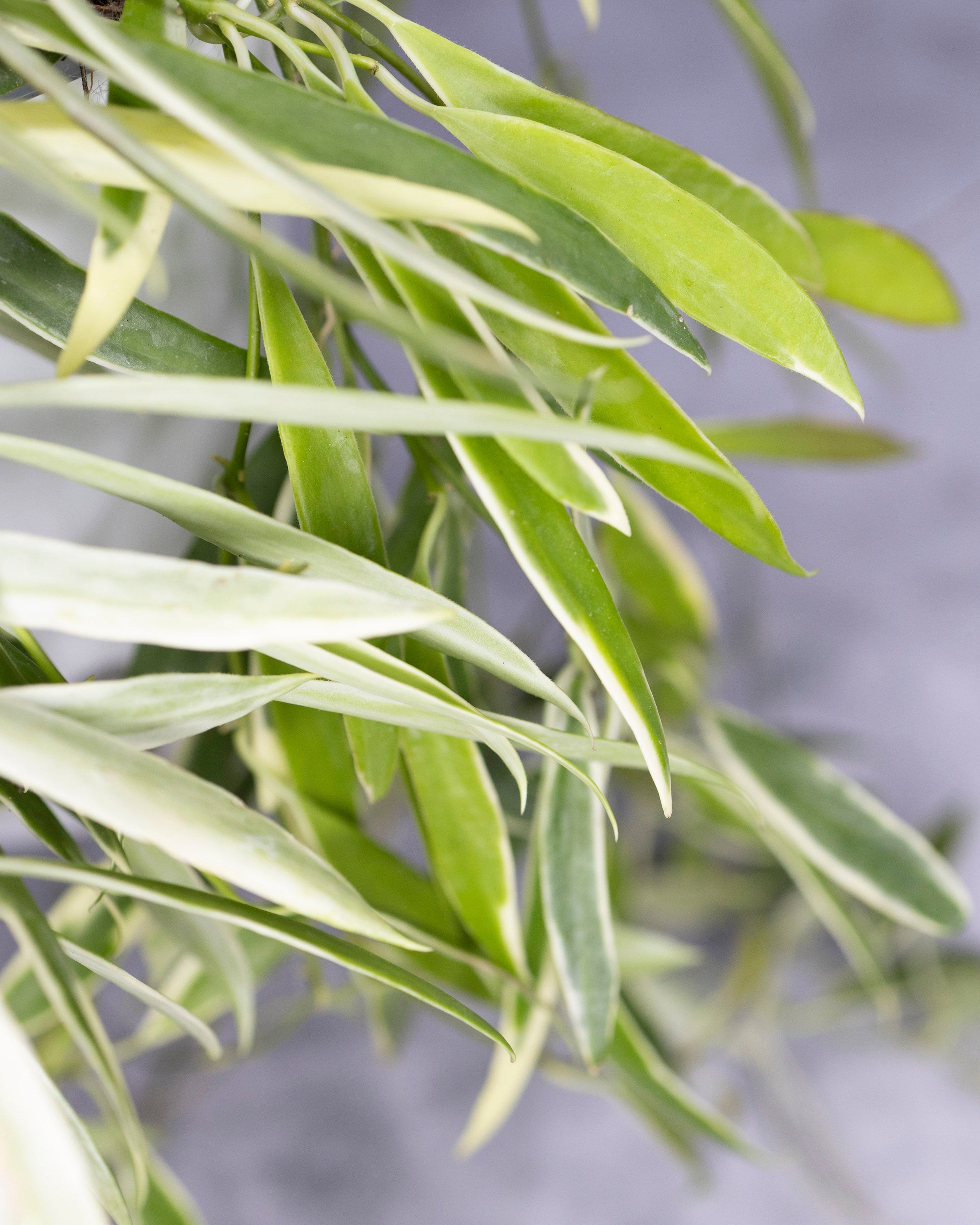 Close-up of green leaves with a blurred gray background