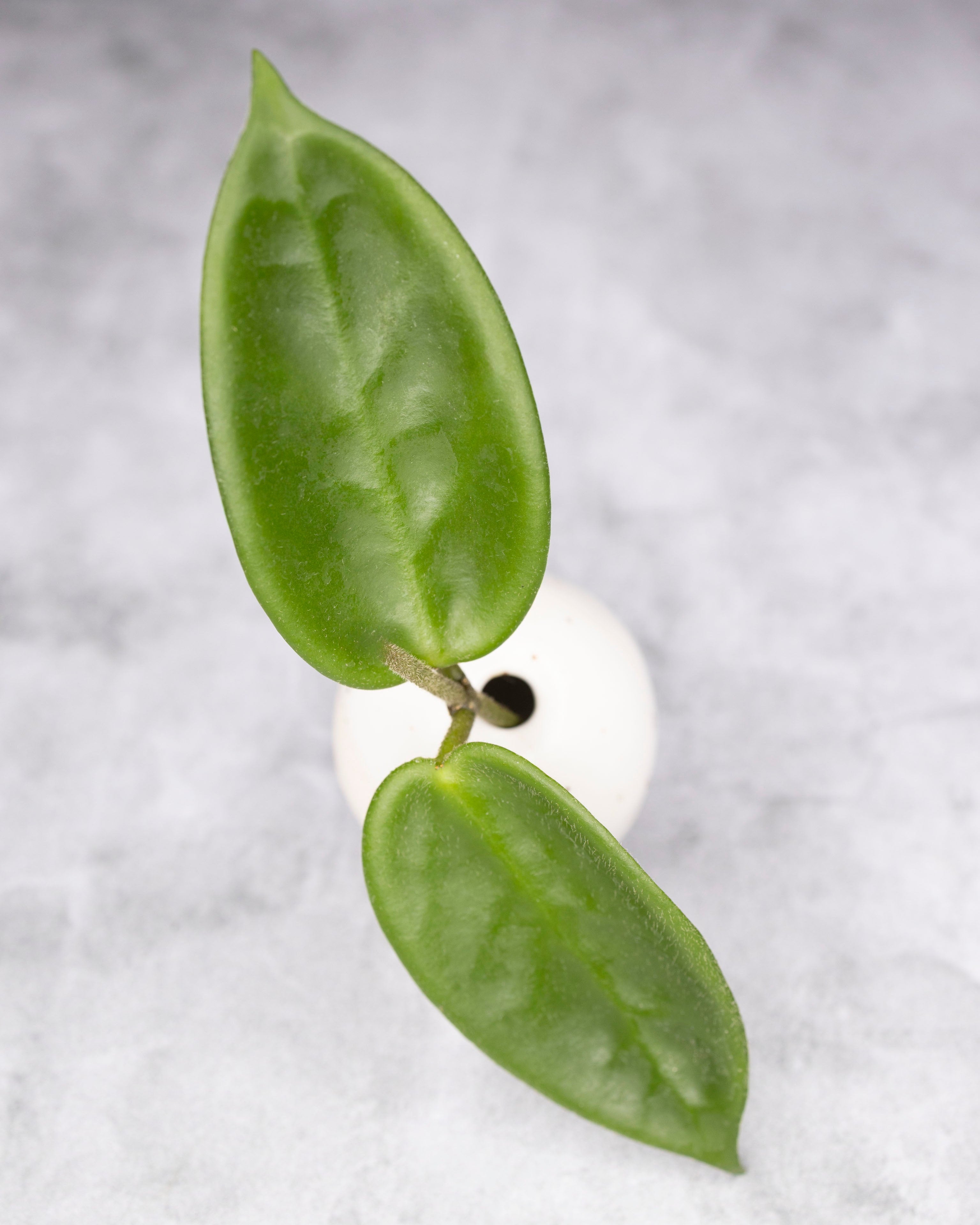 Small green plant with two leaves on a gray background