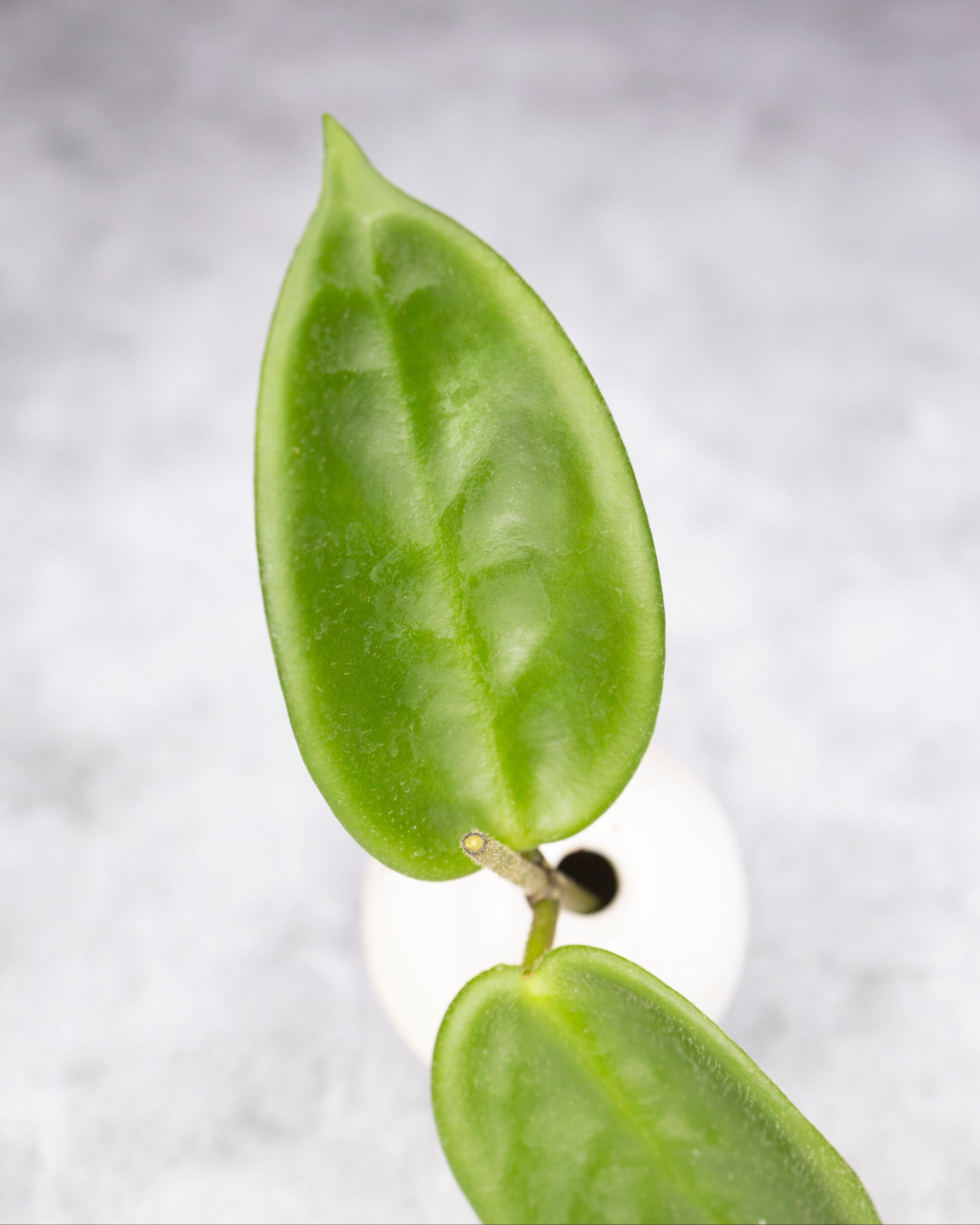 Close-up of a green leafy plant on a gray background