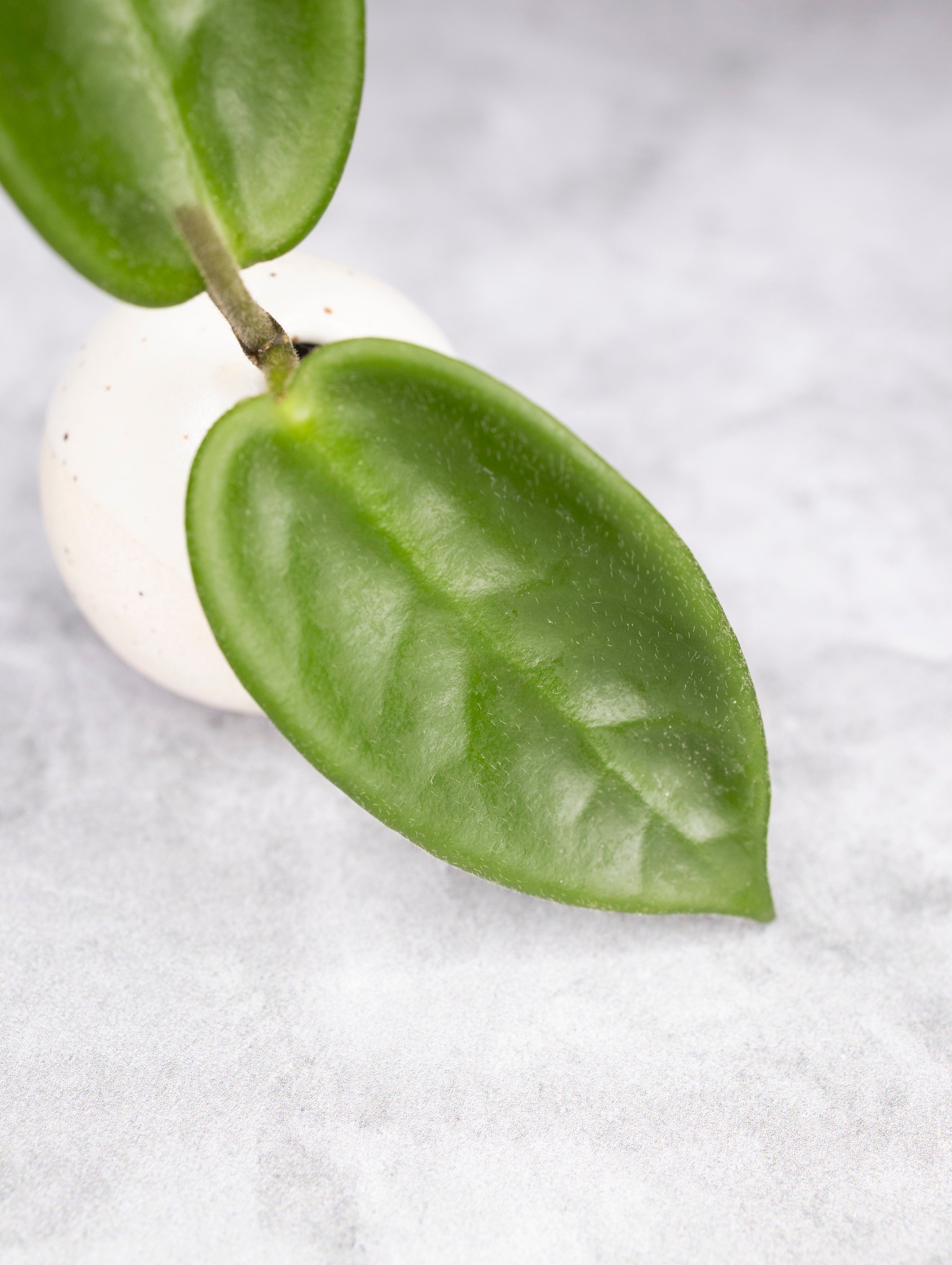 Green leafy plant on a white surface