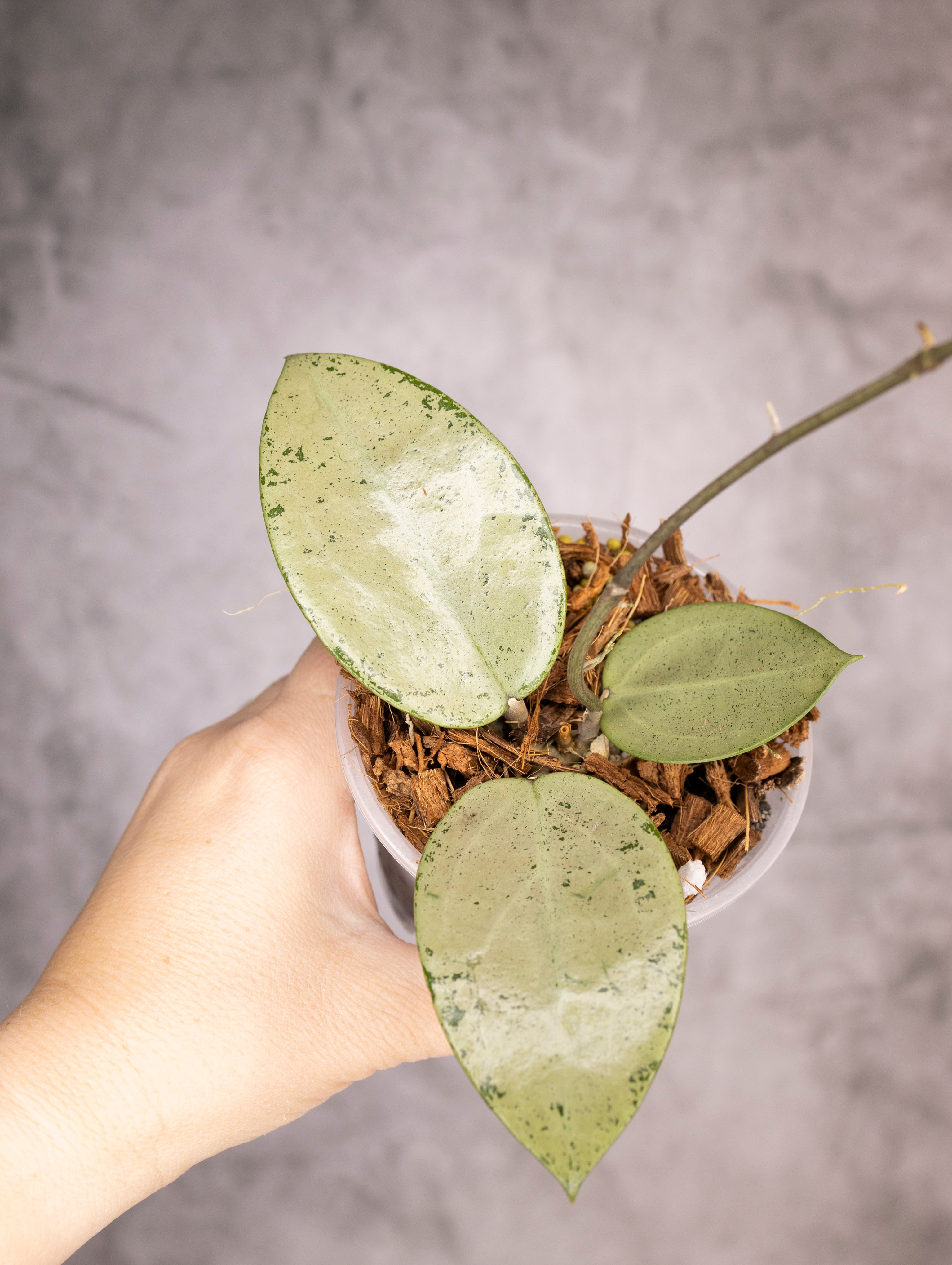 Hoya Verticillata Silver Heart