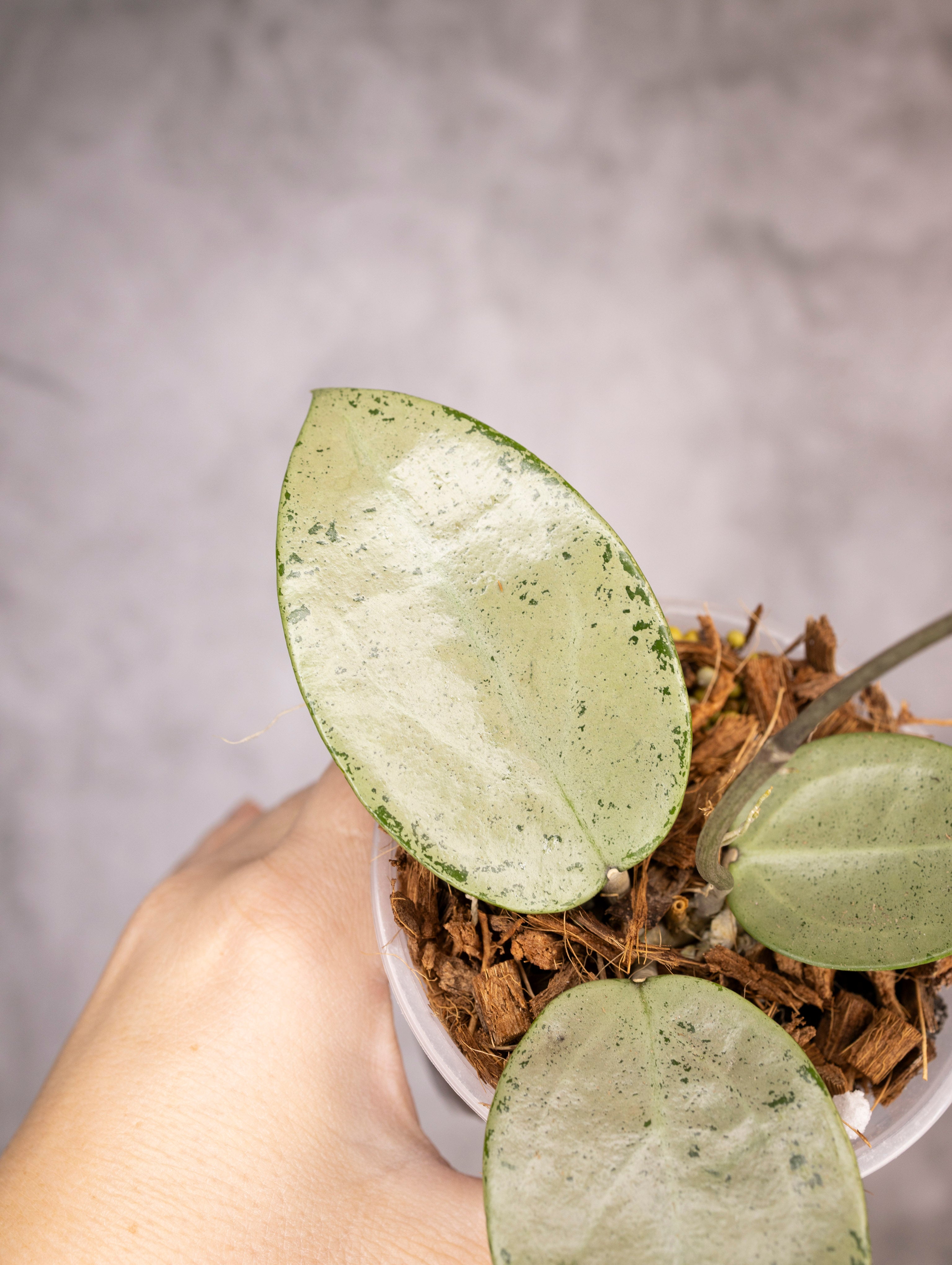 Hoya Verticillata Silver Heart