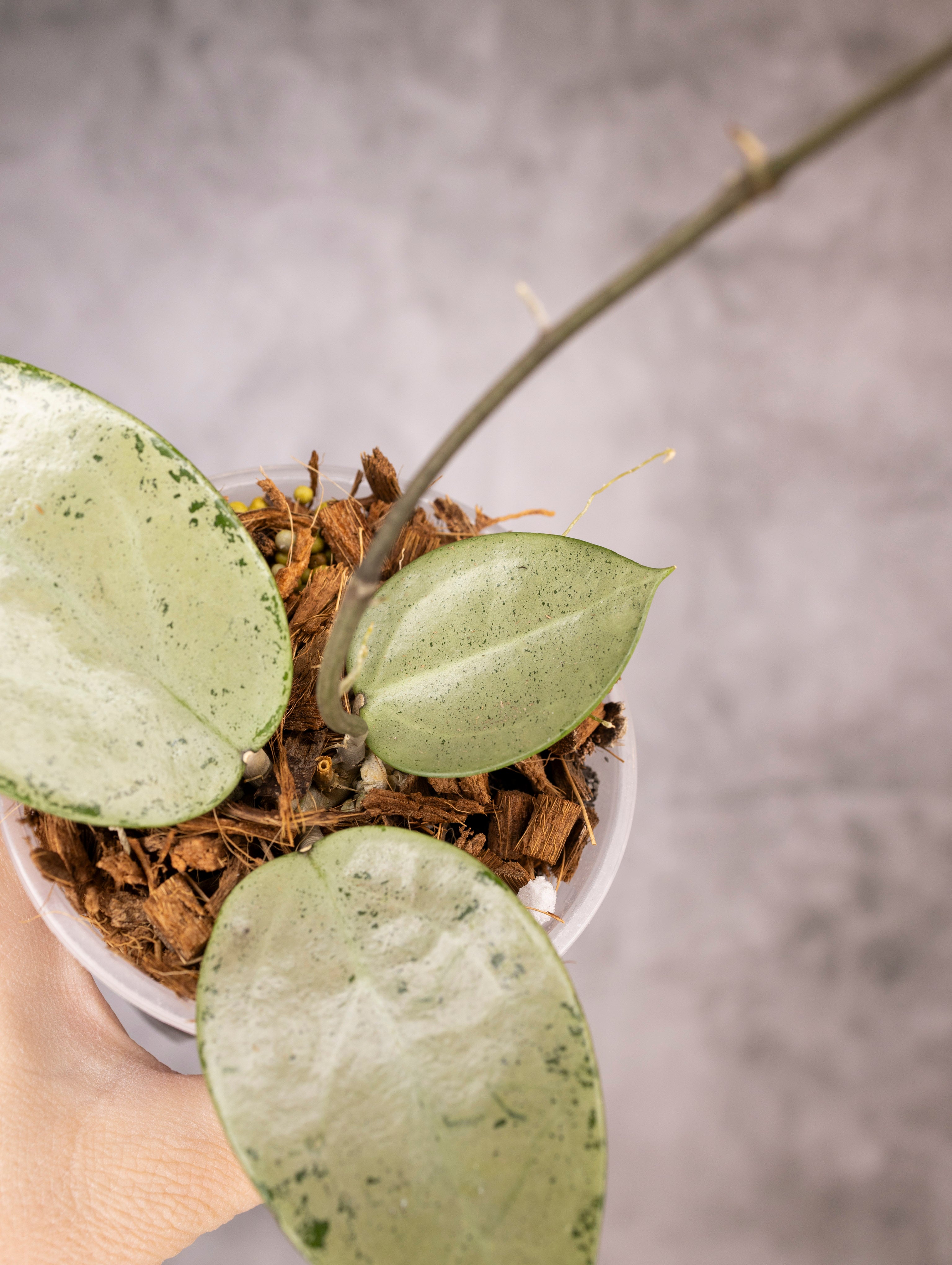 Hoya Verticillata Silver Heart