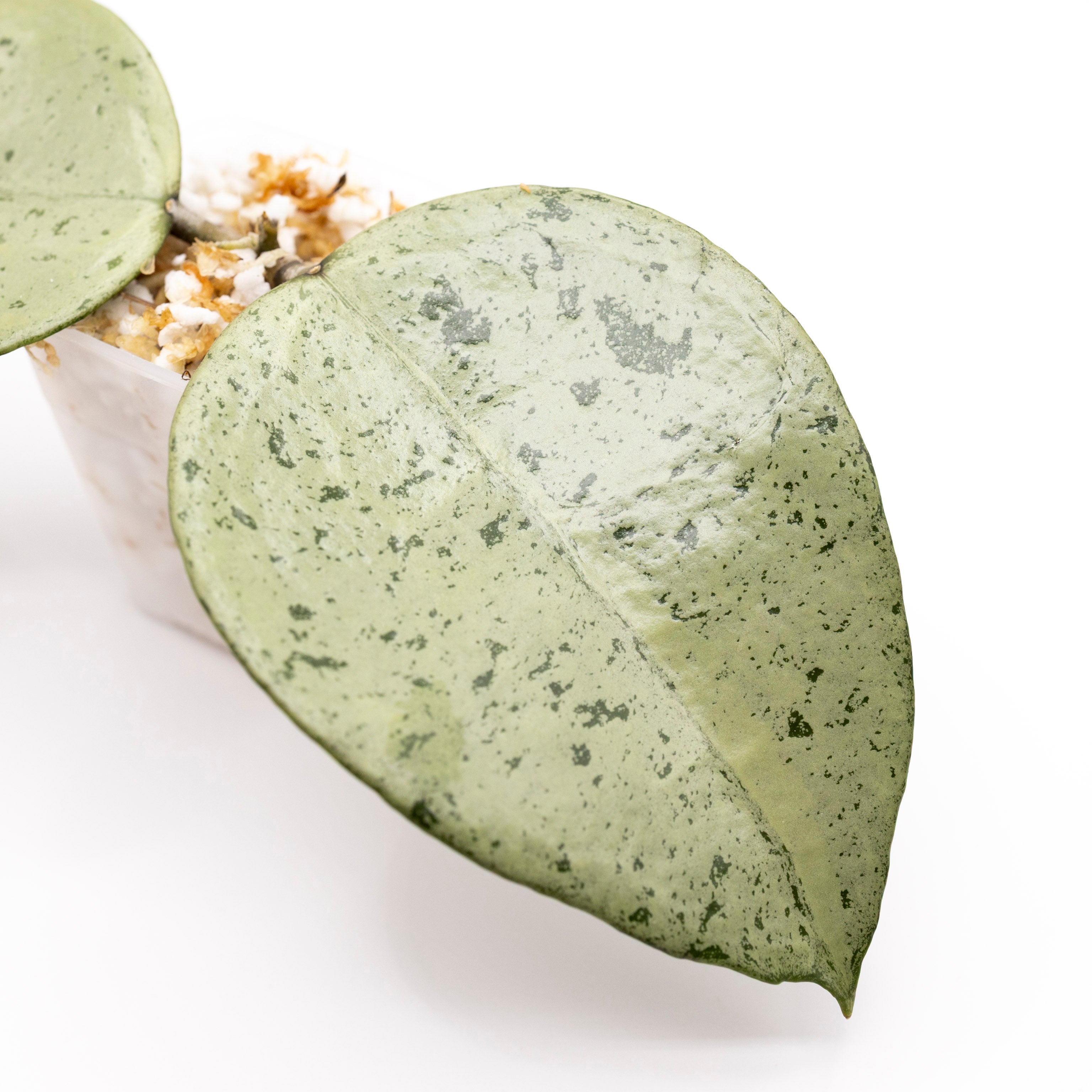Hoya Verticillata sp Nganjuk Silver