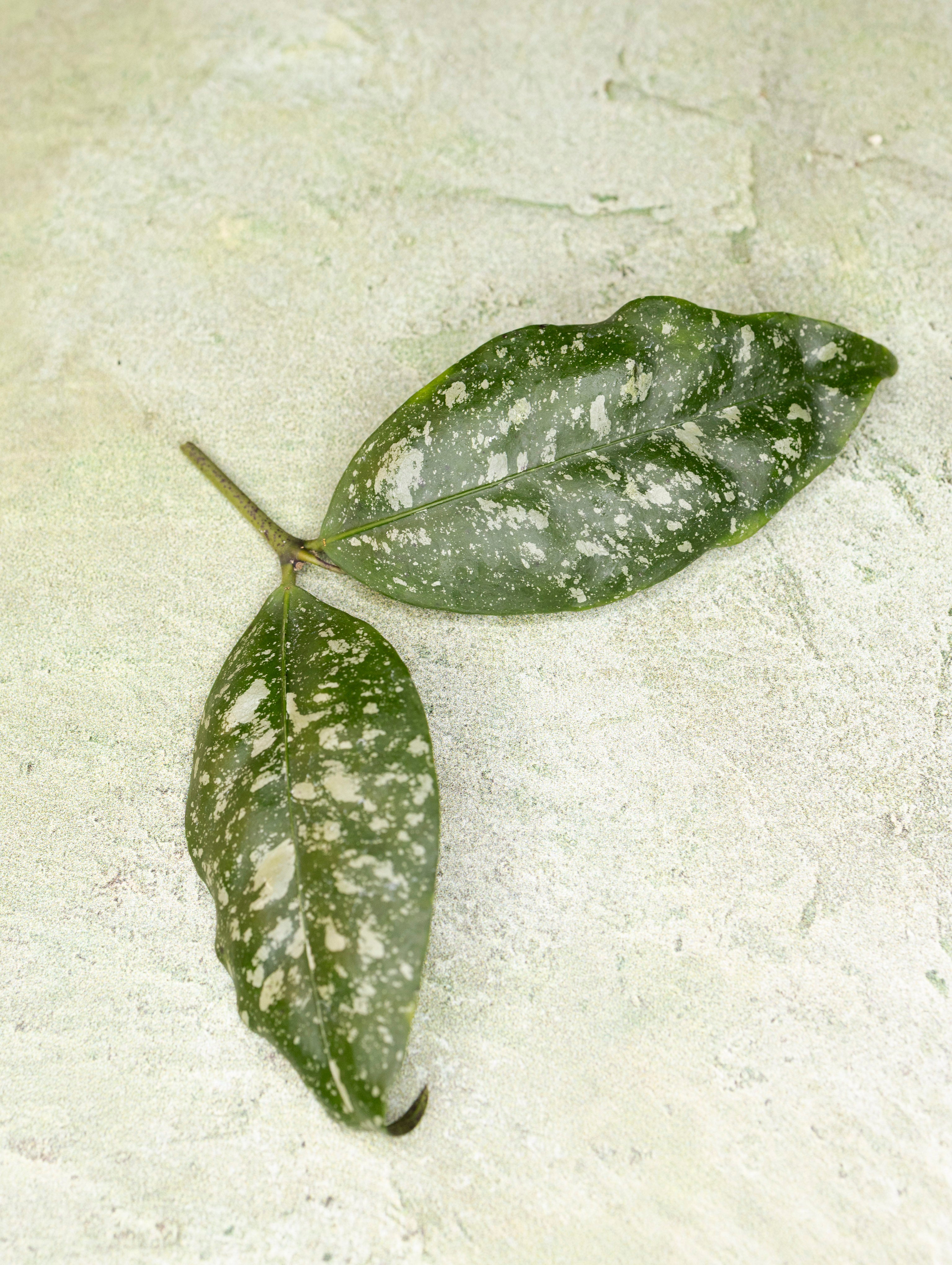 Hoya sp Garut West Java