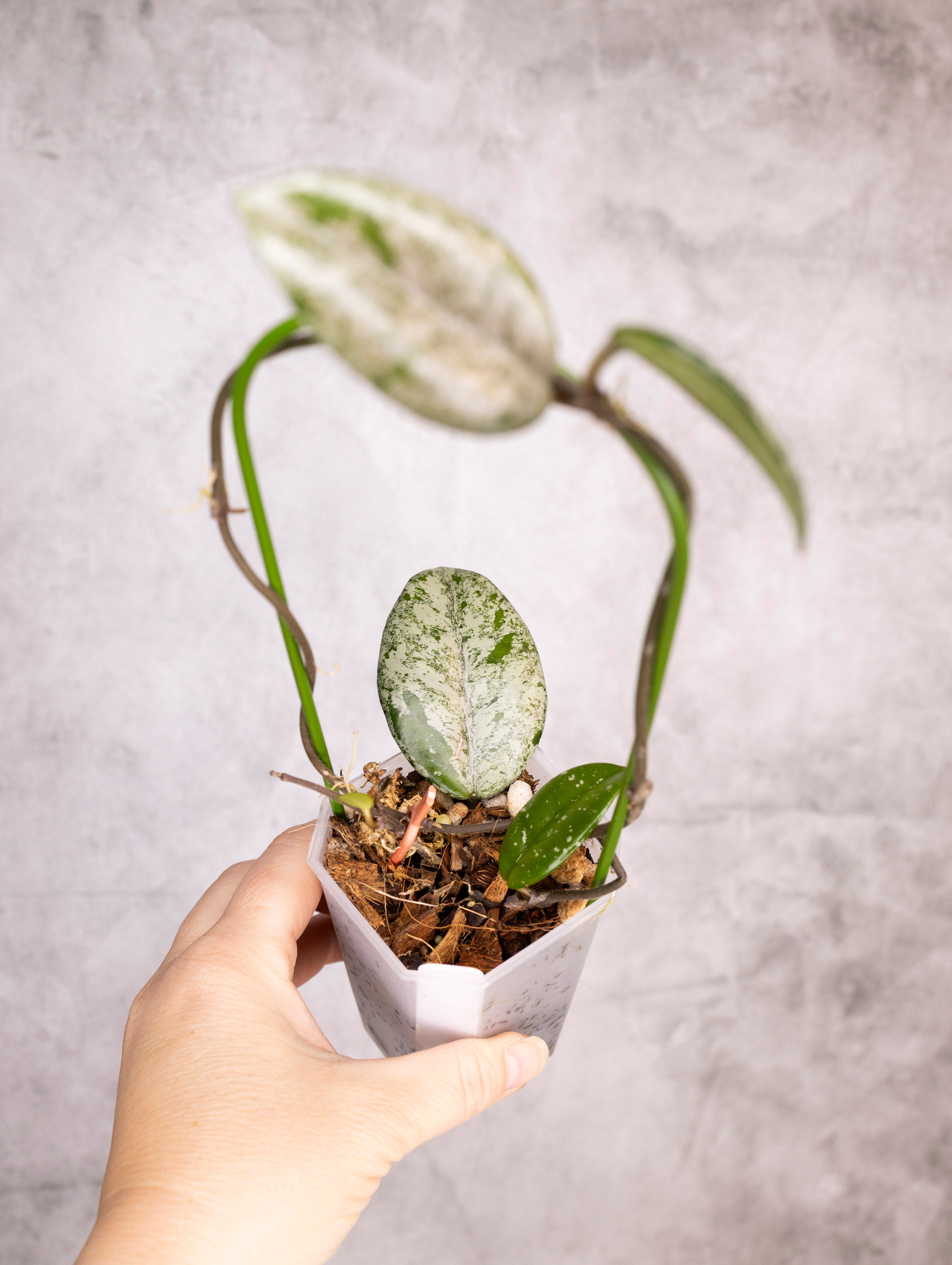 Hoya Carnosa Wilbur Graves