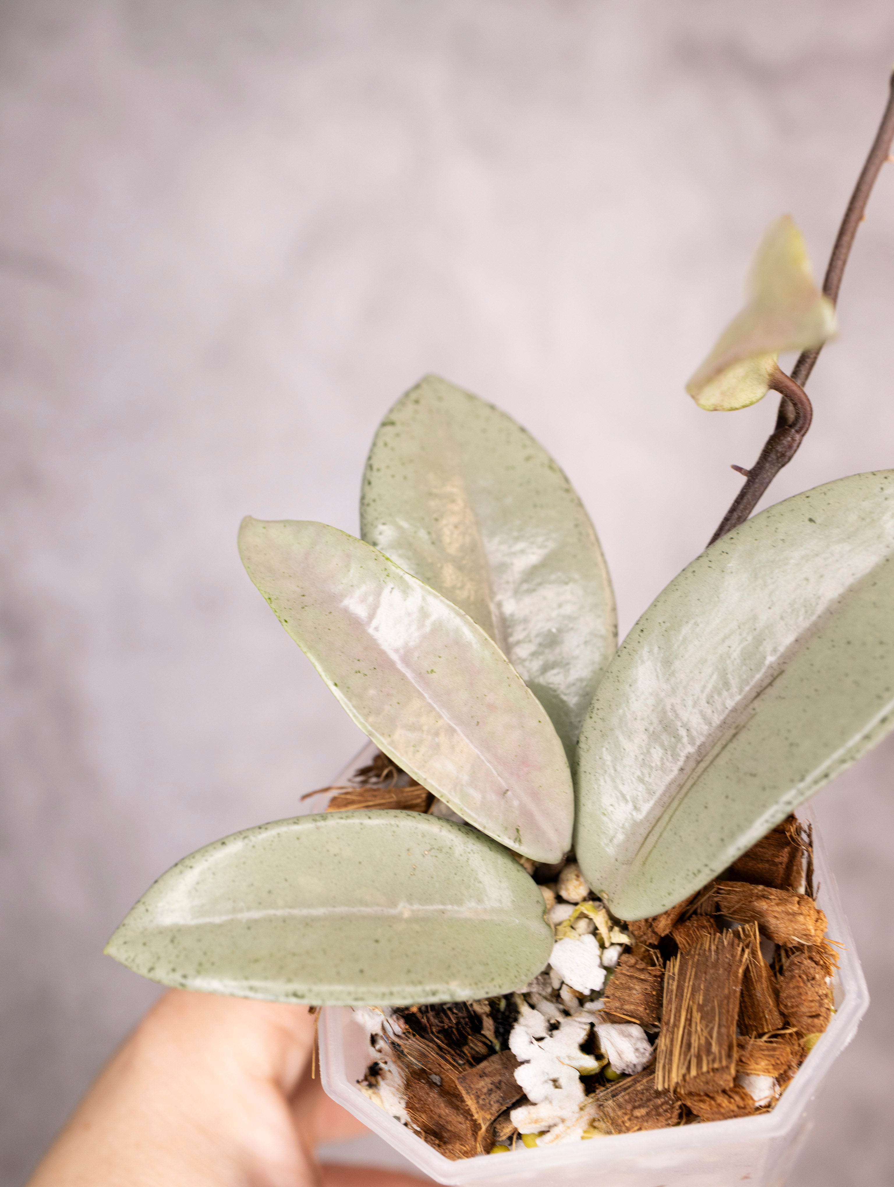 Hoya Carnosa Wilbur Graves Silver