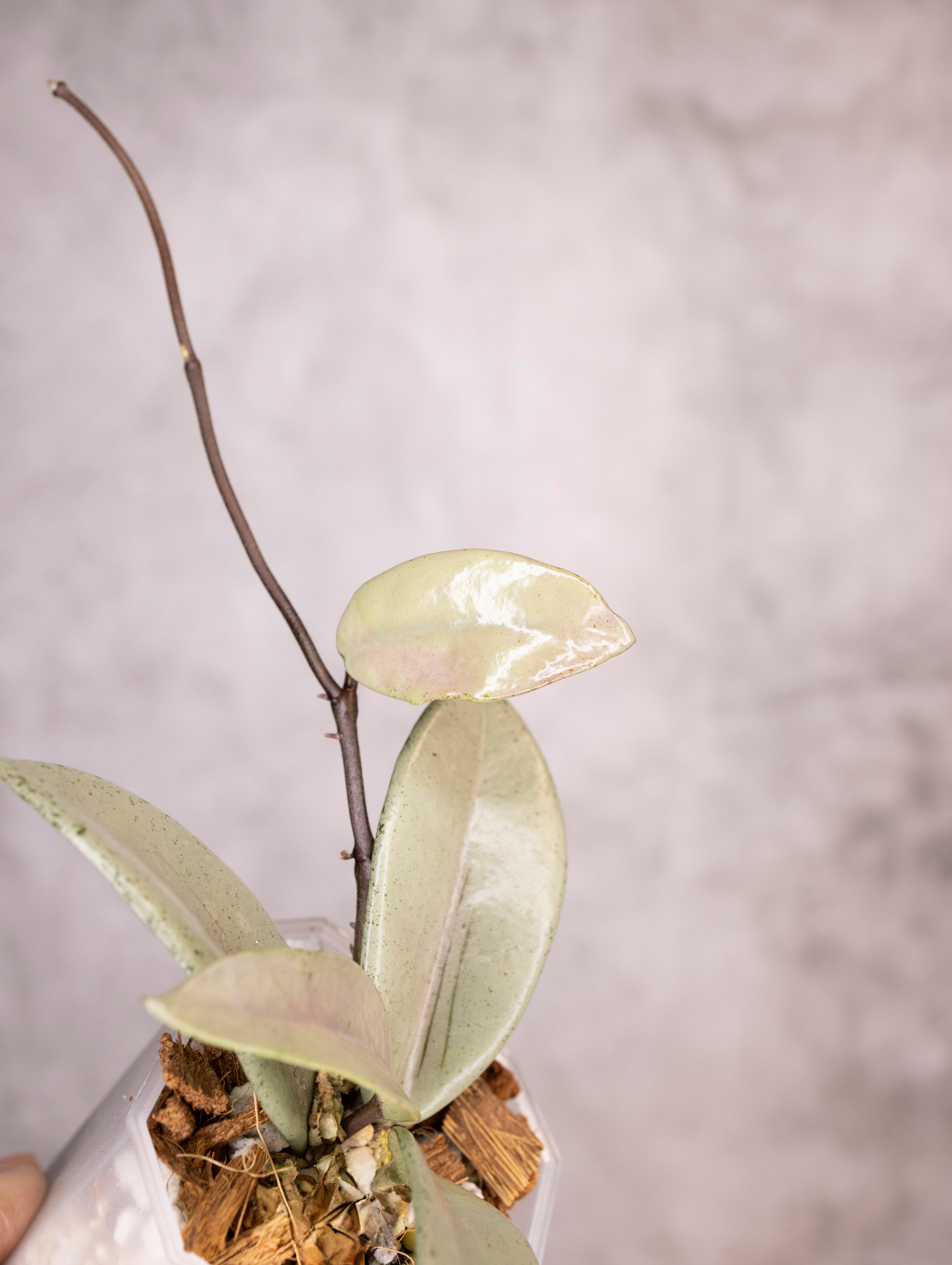 Hoya Carnosa Wilbur Graves Silver