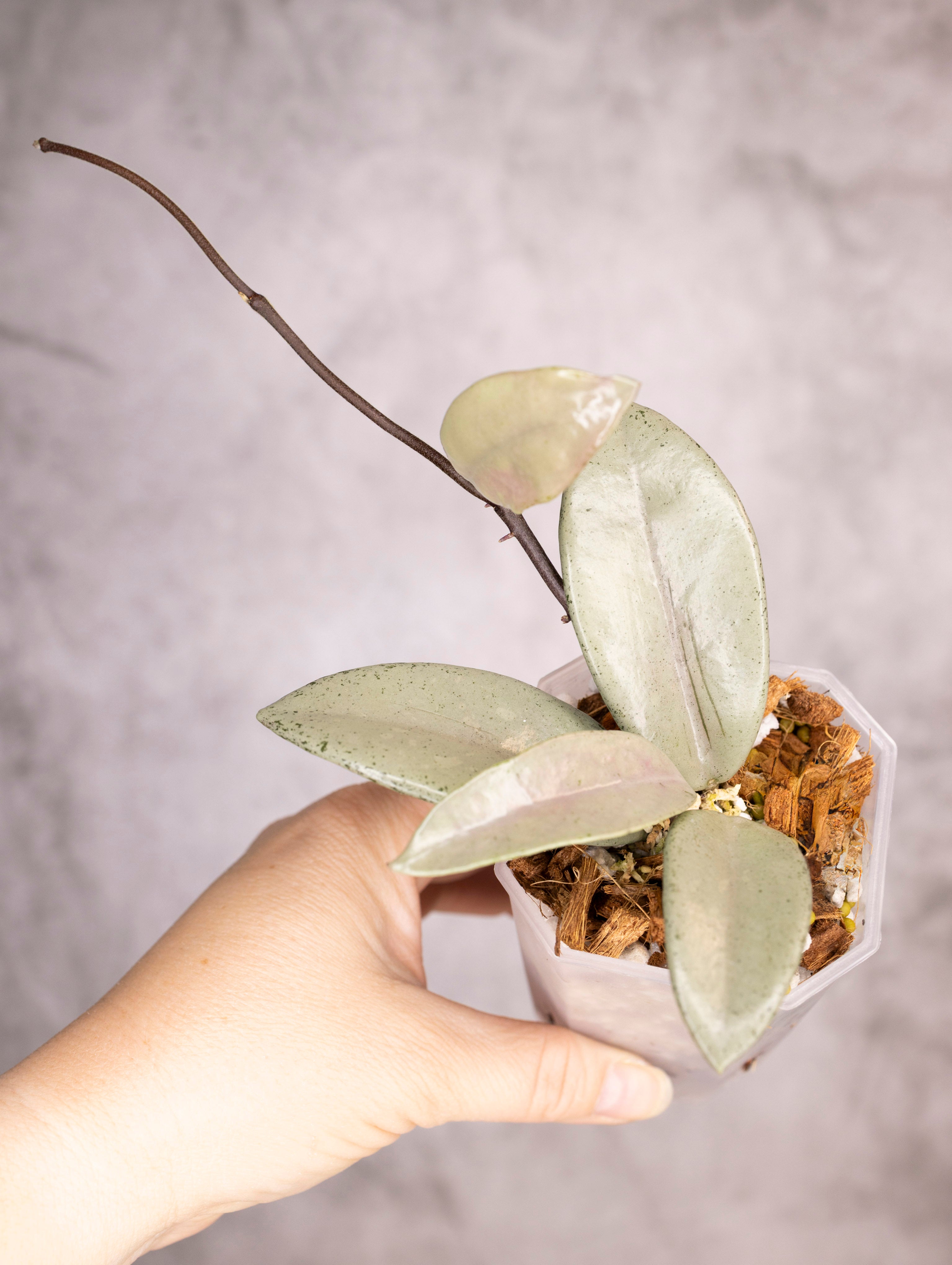 Hoya Carnosa Wilbur Graves Silver