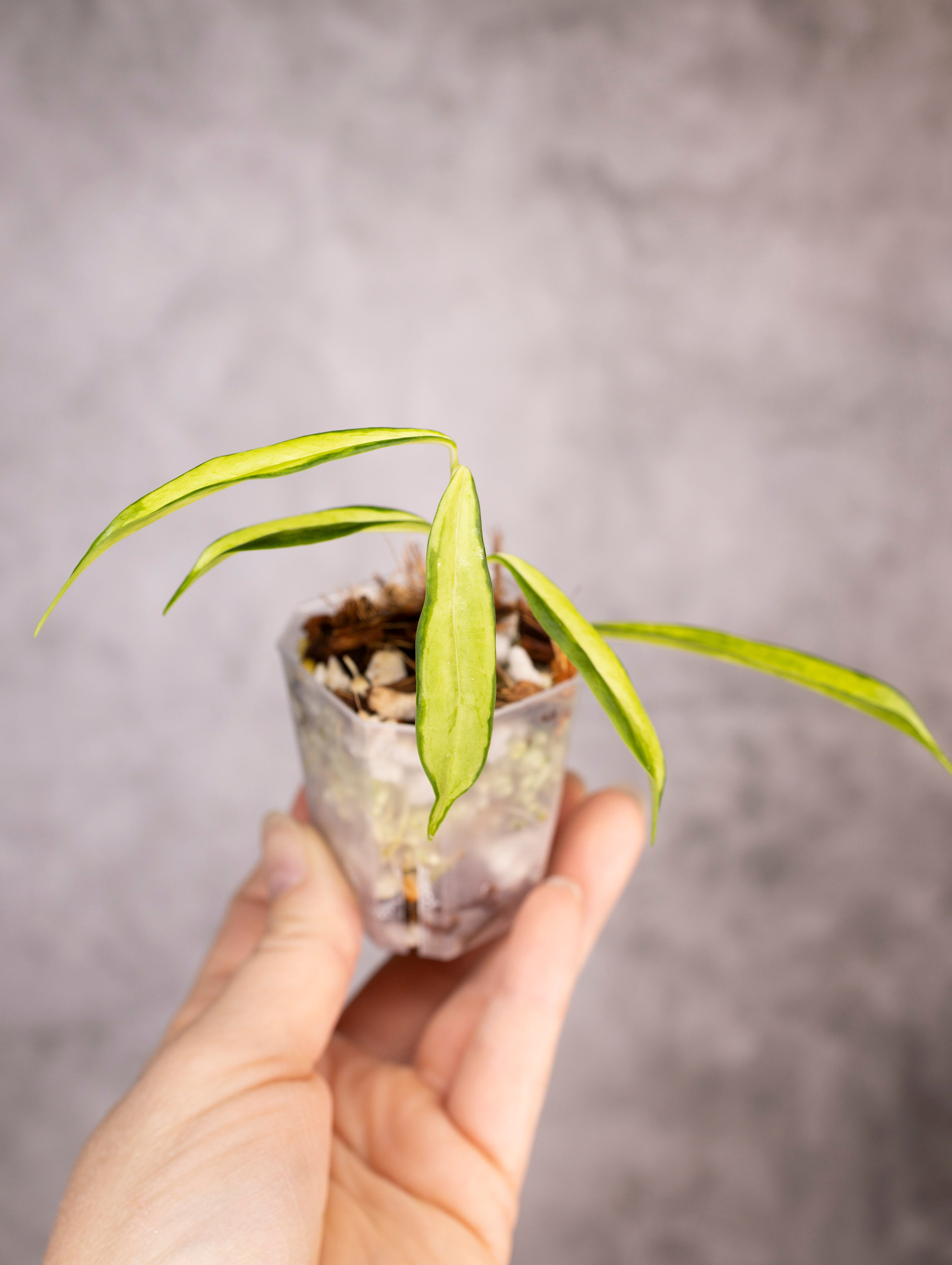 Hoya Yingjiangensis Variegated