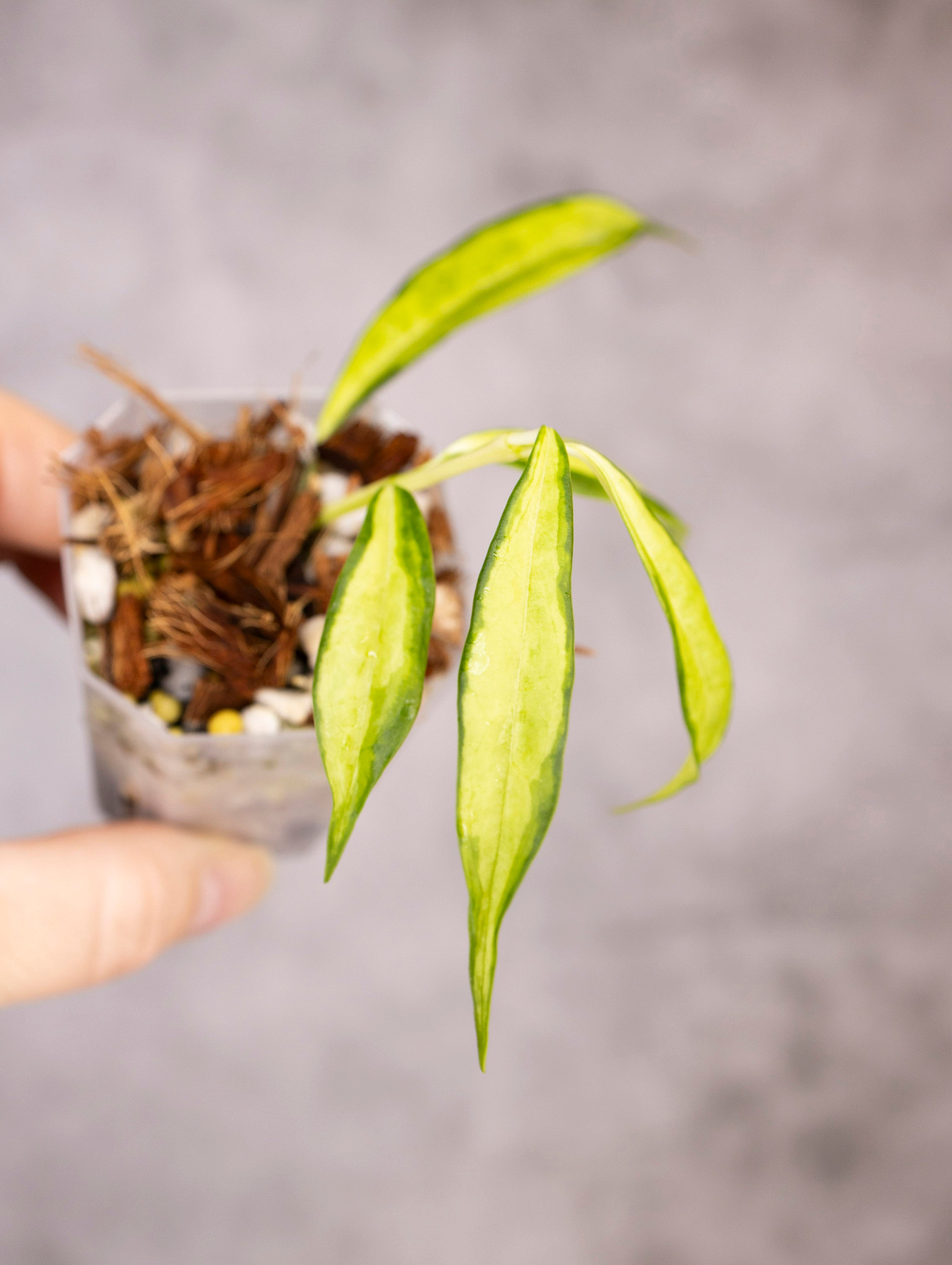 Hoya Yingjiangensis Variegated