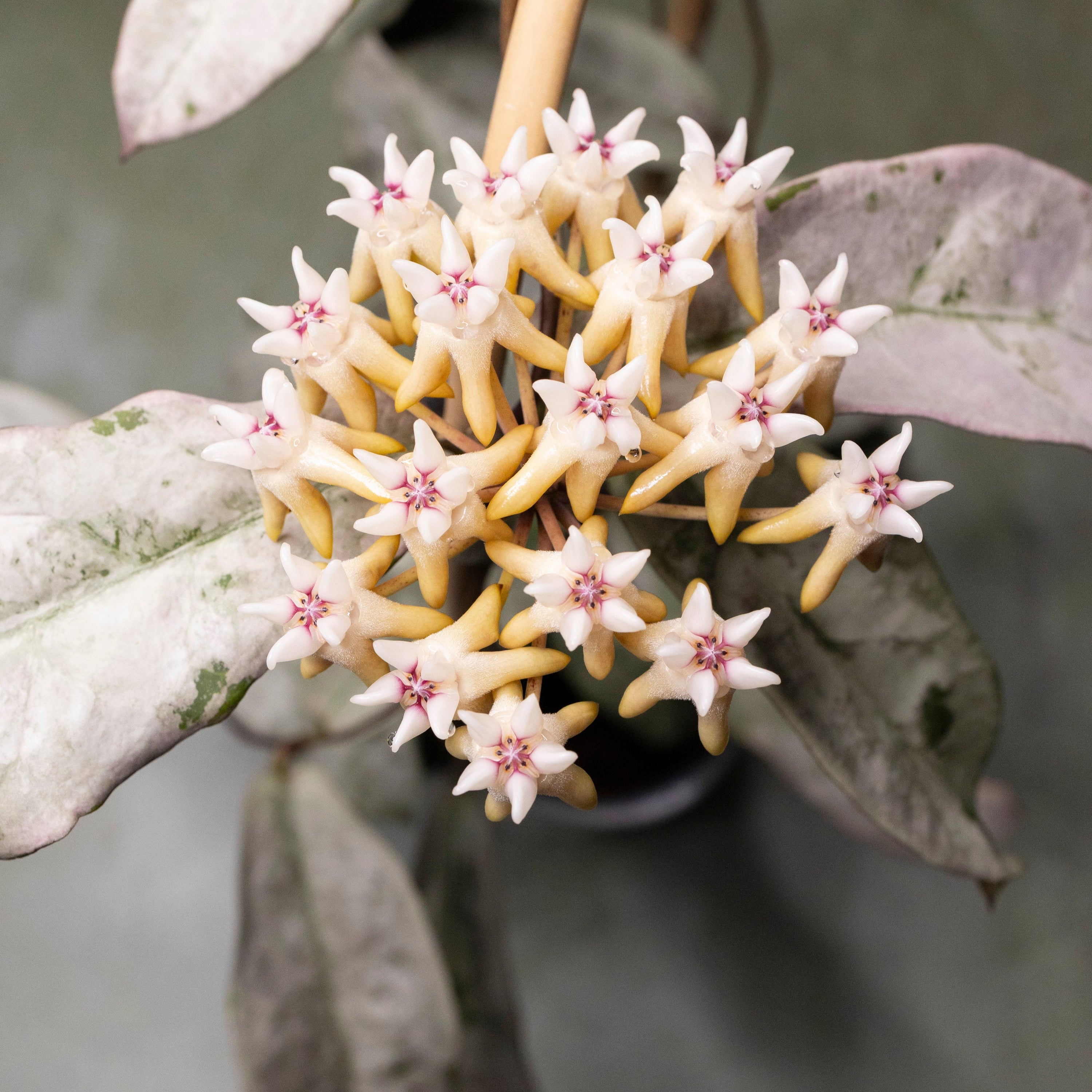 Hoya Buntok Silver