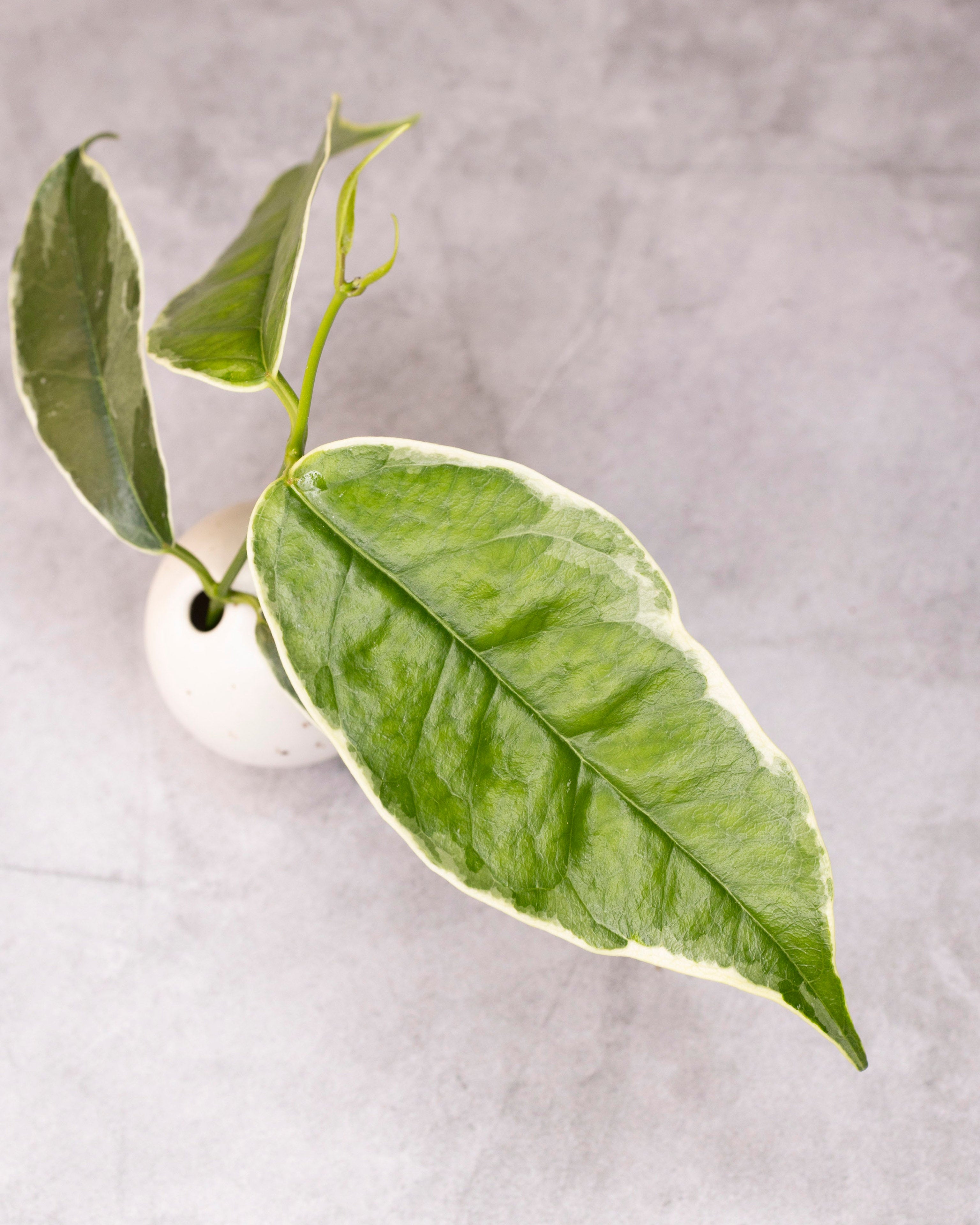 Hoya buotii (outer variegated)