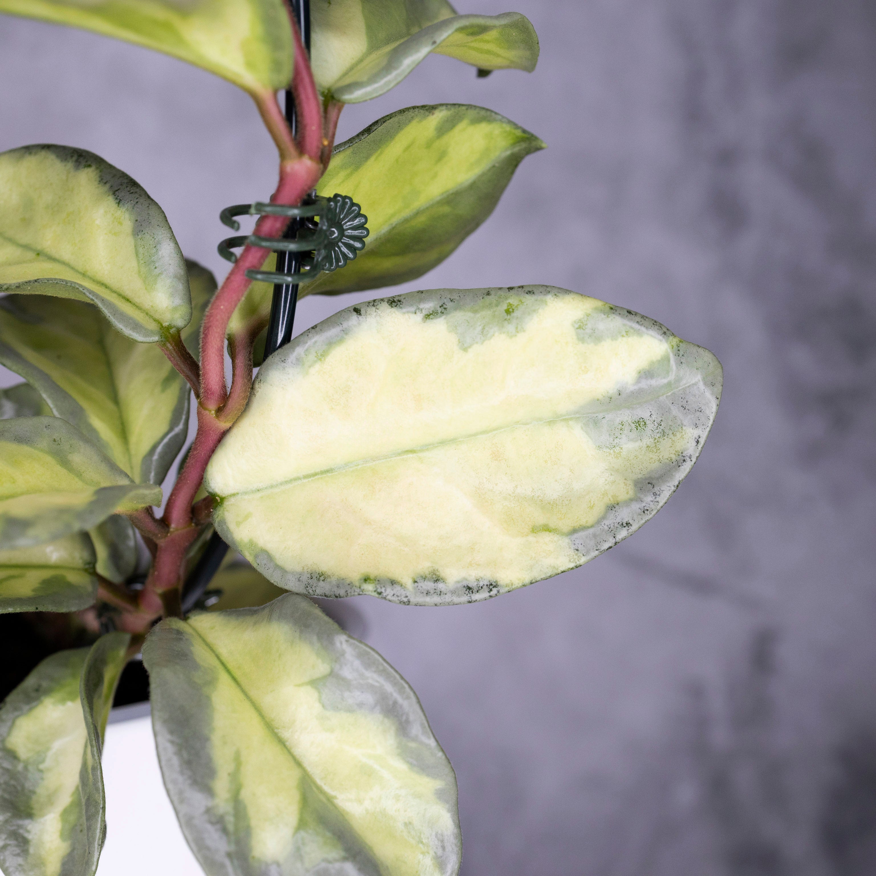 Hoya carnosa Argentea Princess