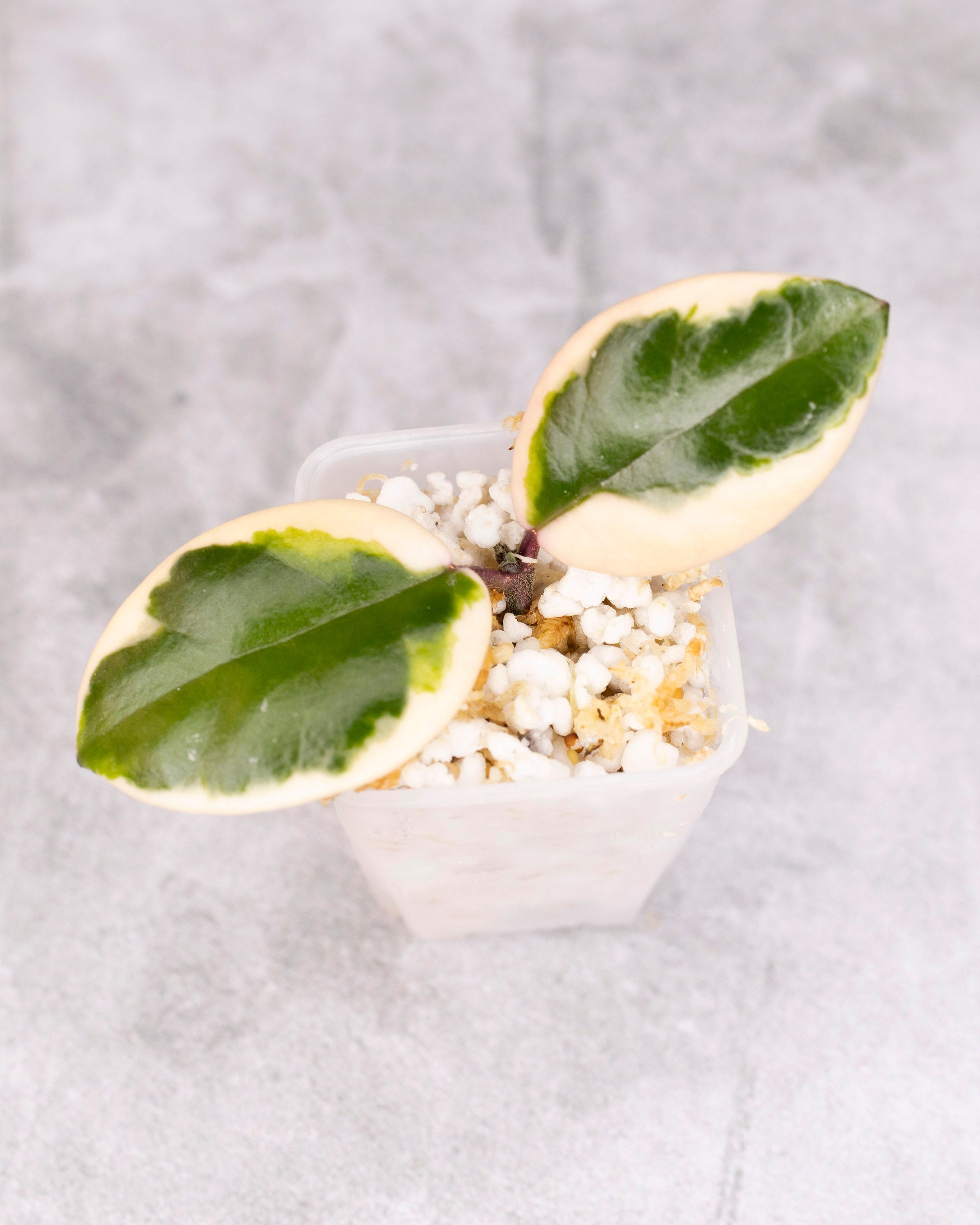 Hoya Carnosa Flamingo Dream