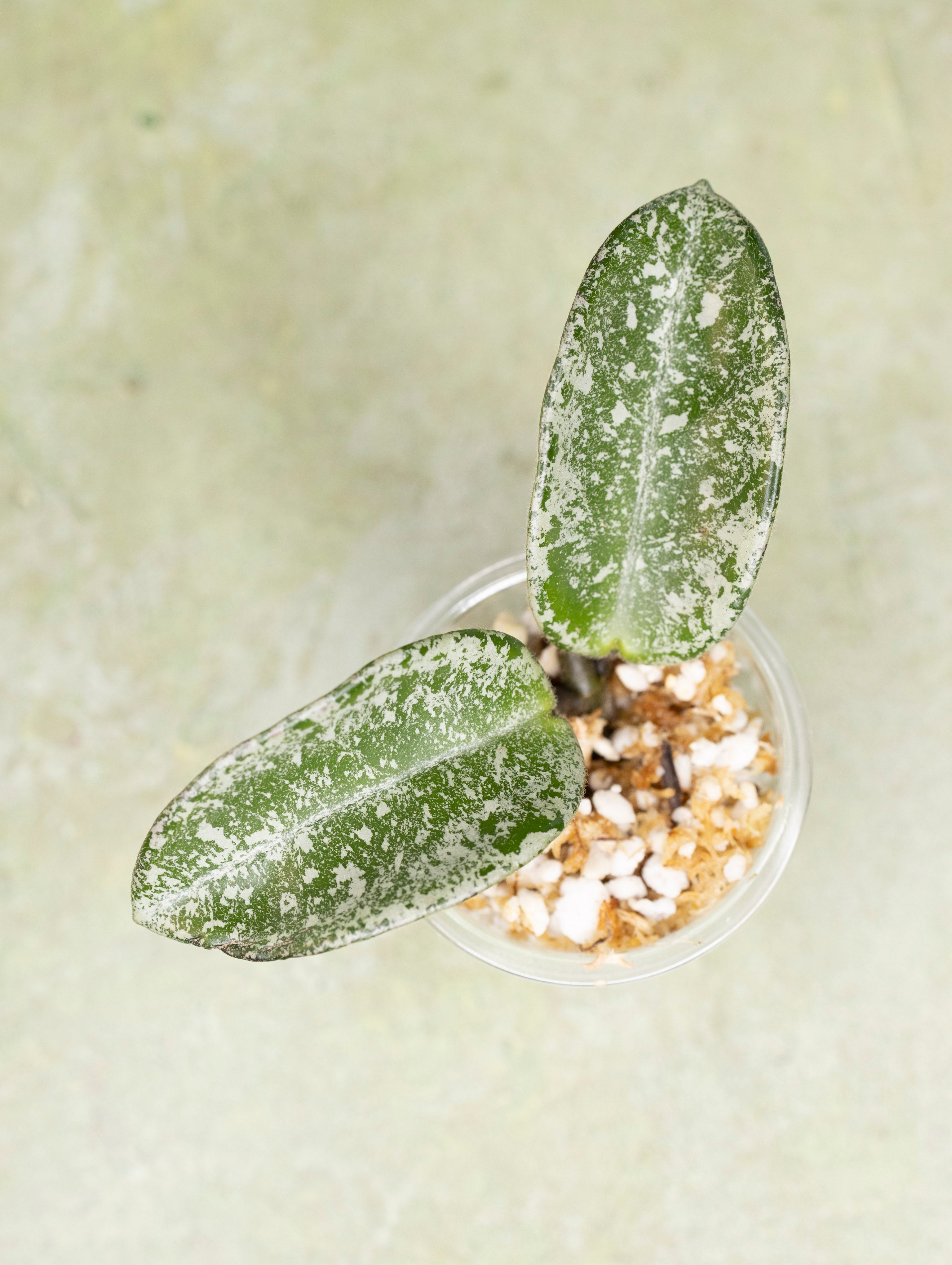 Hoya Carnosa Grey Ghost