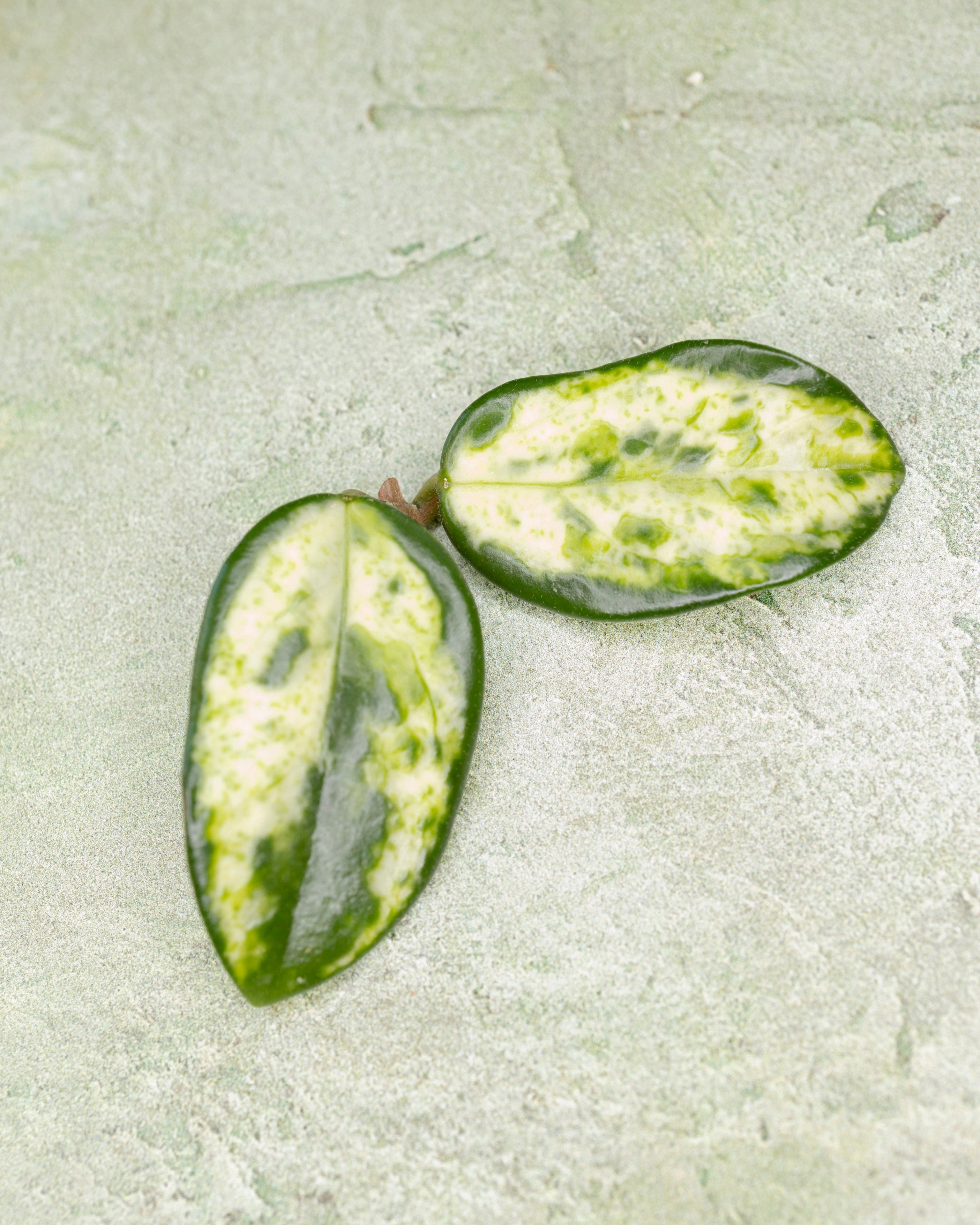 Hoya Carnosa Madara Green Edge
