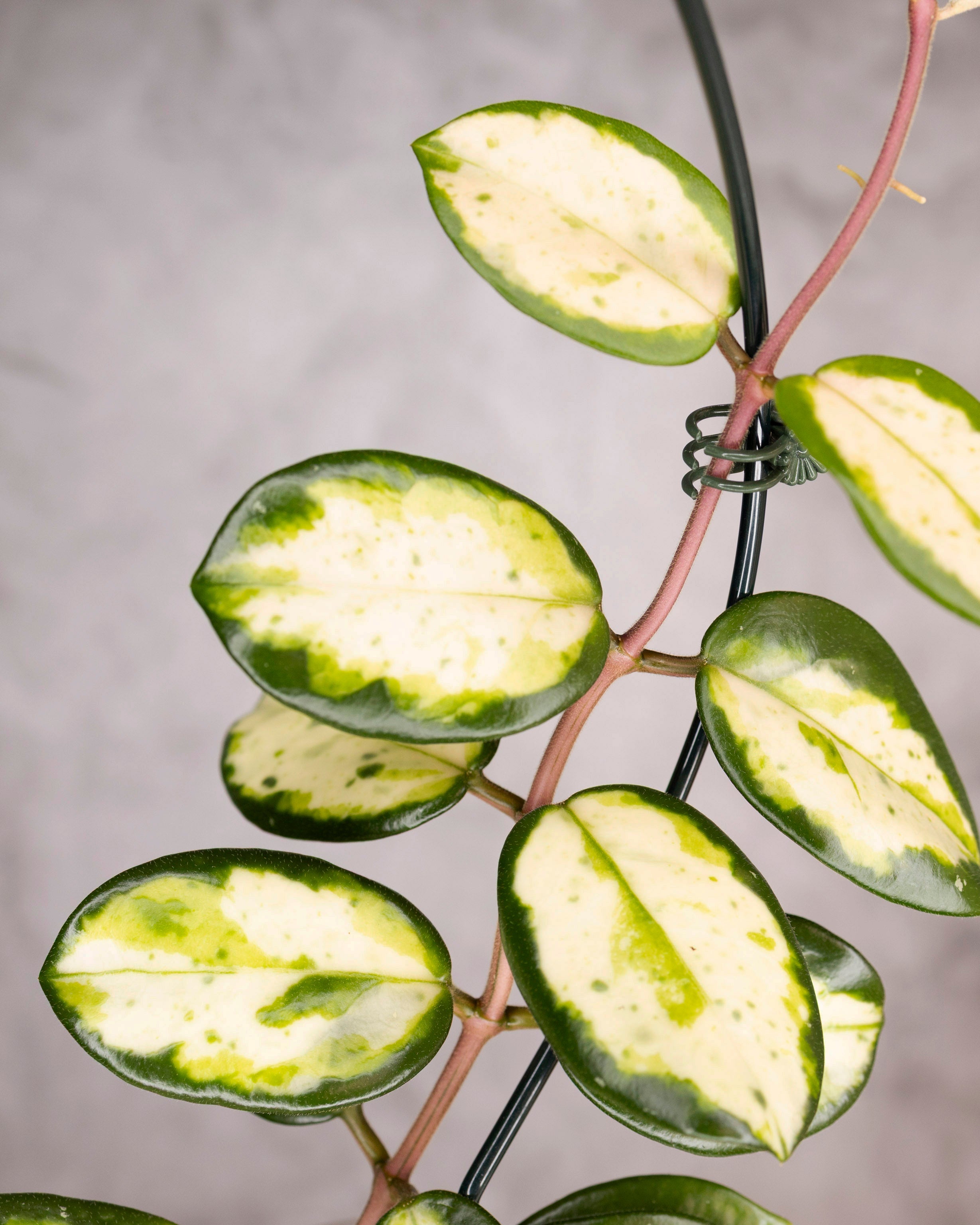 Hoya Carnosa Madara Green Edge