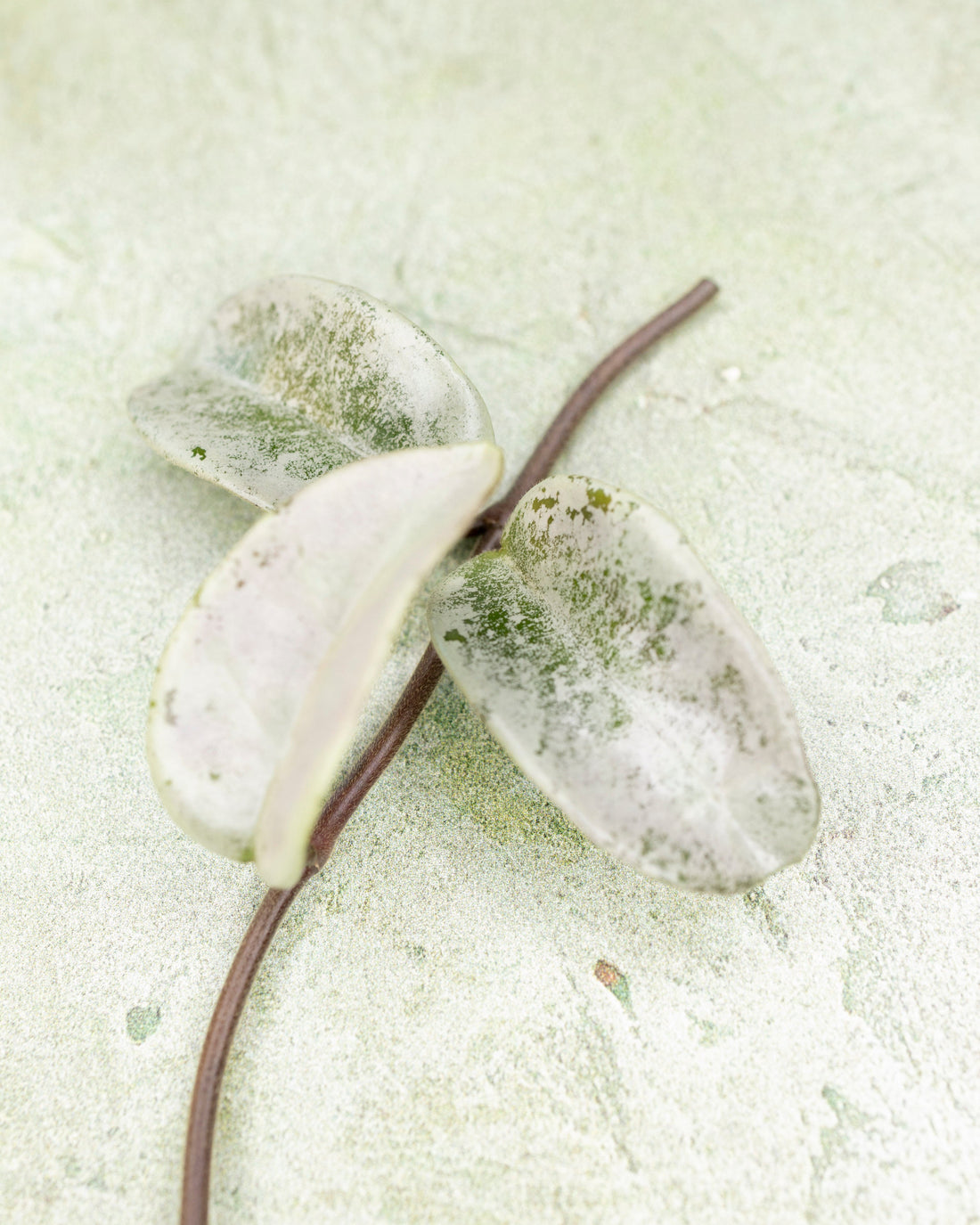 Hoya Carnosa Nova Ghost