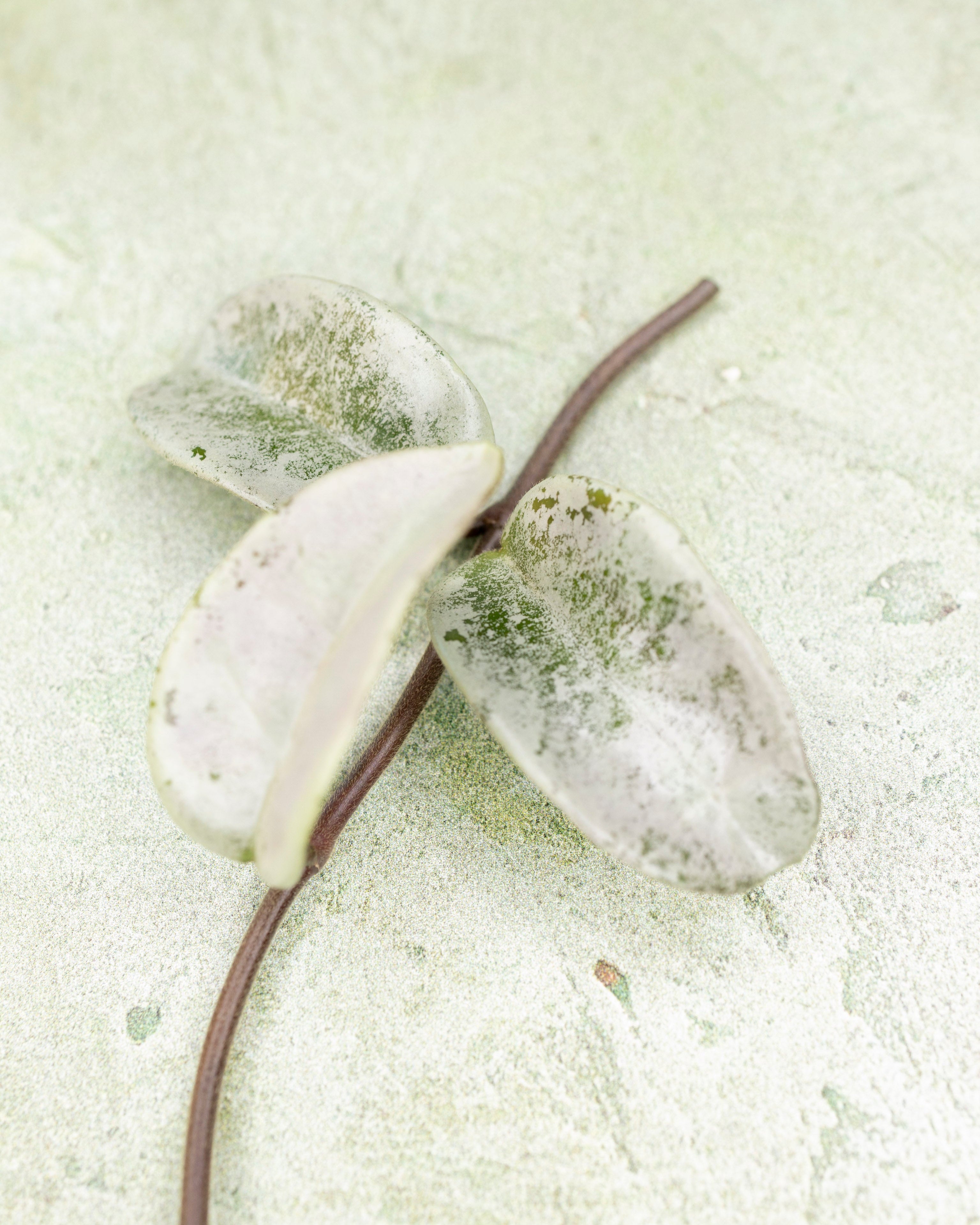 Hoya Carnosa Nova Ghost