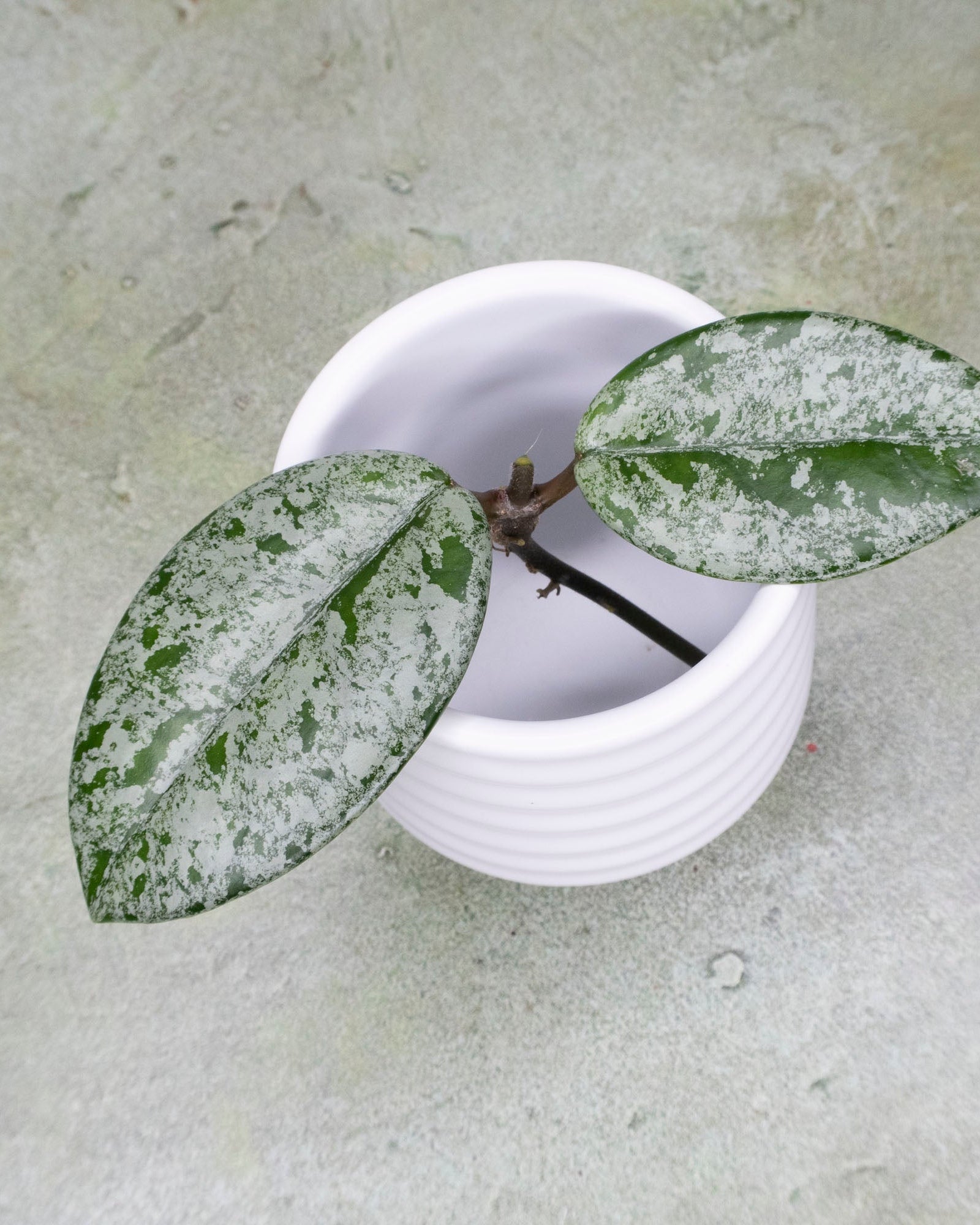 Small potted plant with green leaves on a textured surface