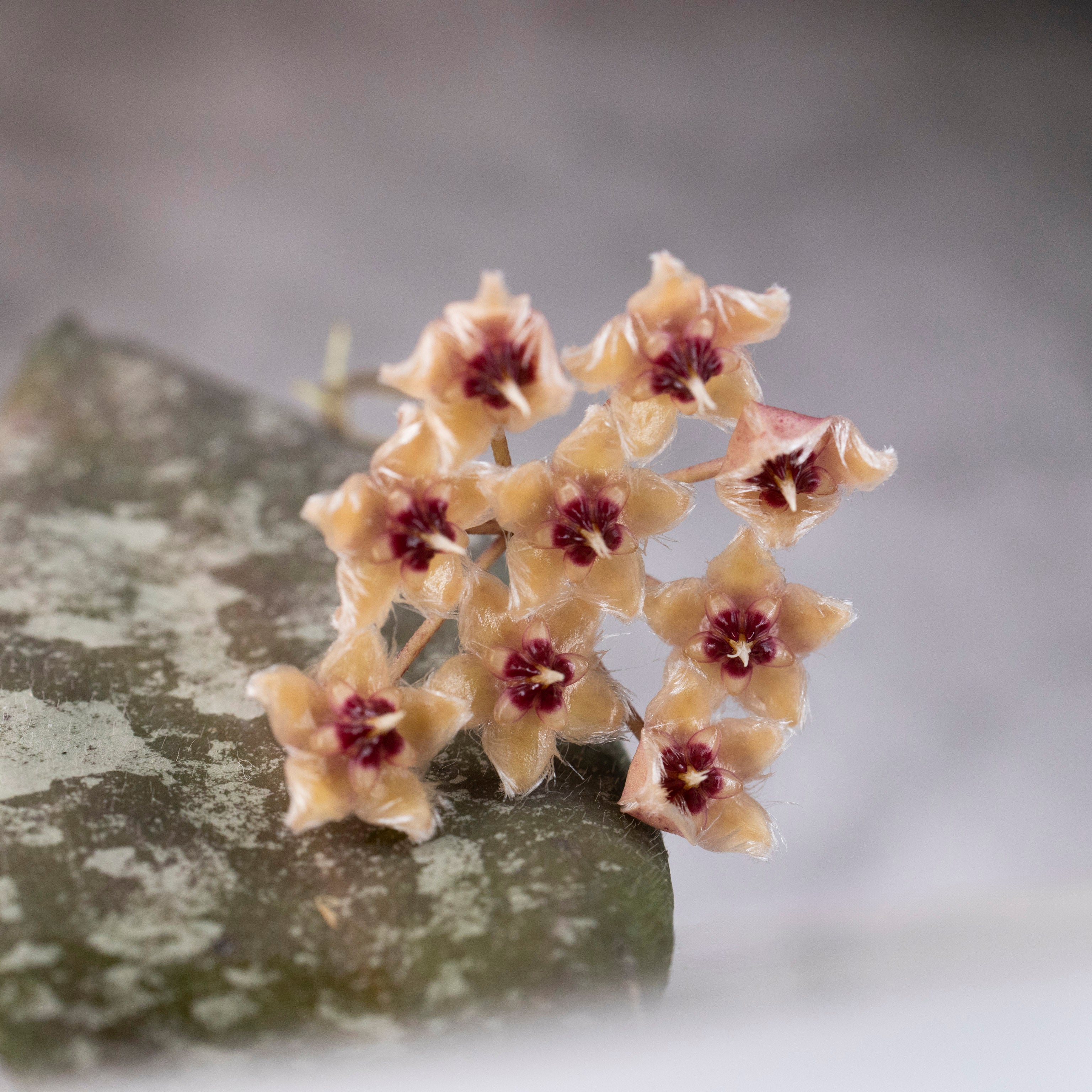 Hoya Caudata Gold Blooms