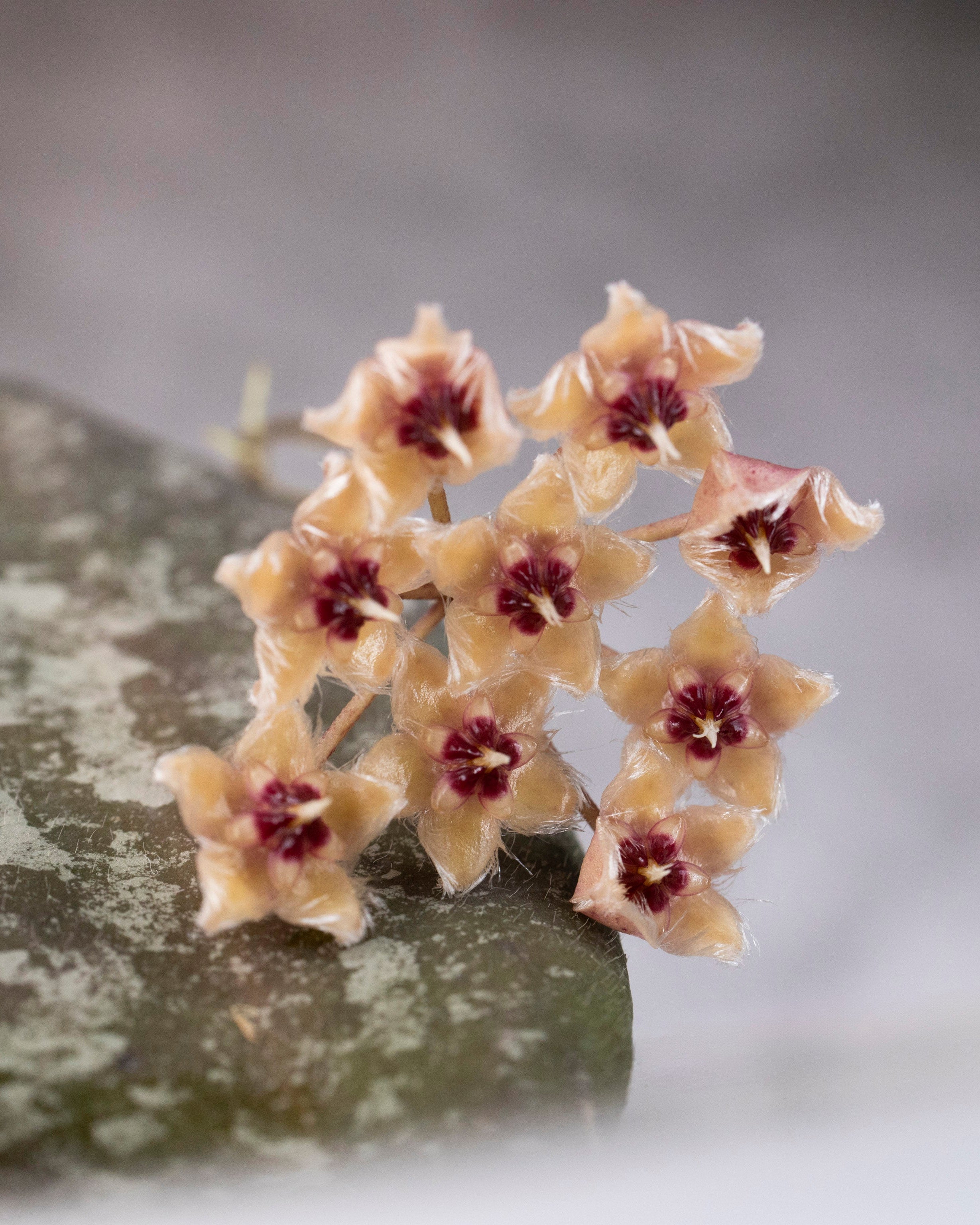 Hoya Caudata Gold Blooms