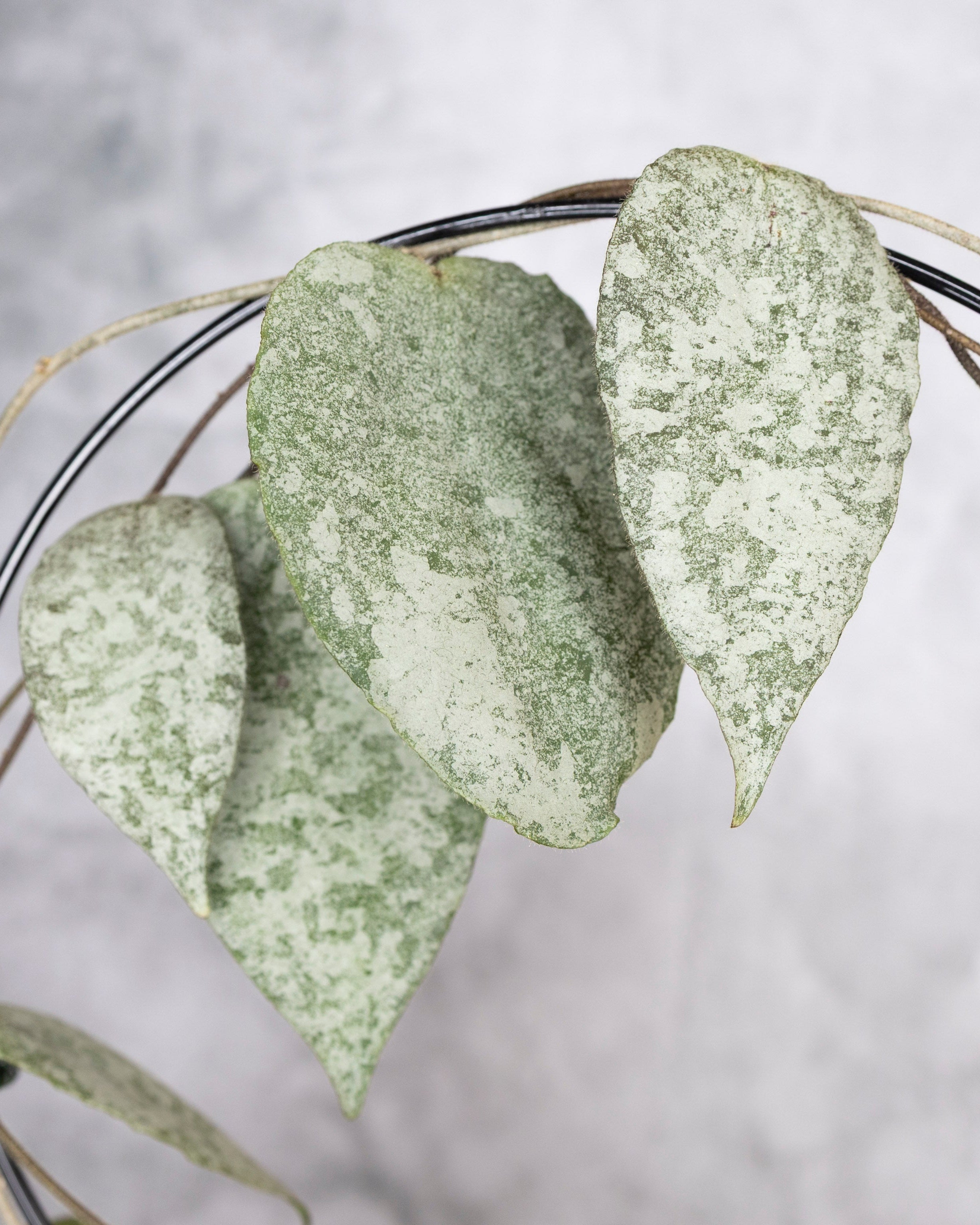 Close-up of textured silvery leaves on a blurred background, Hoya Caudata Silver