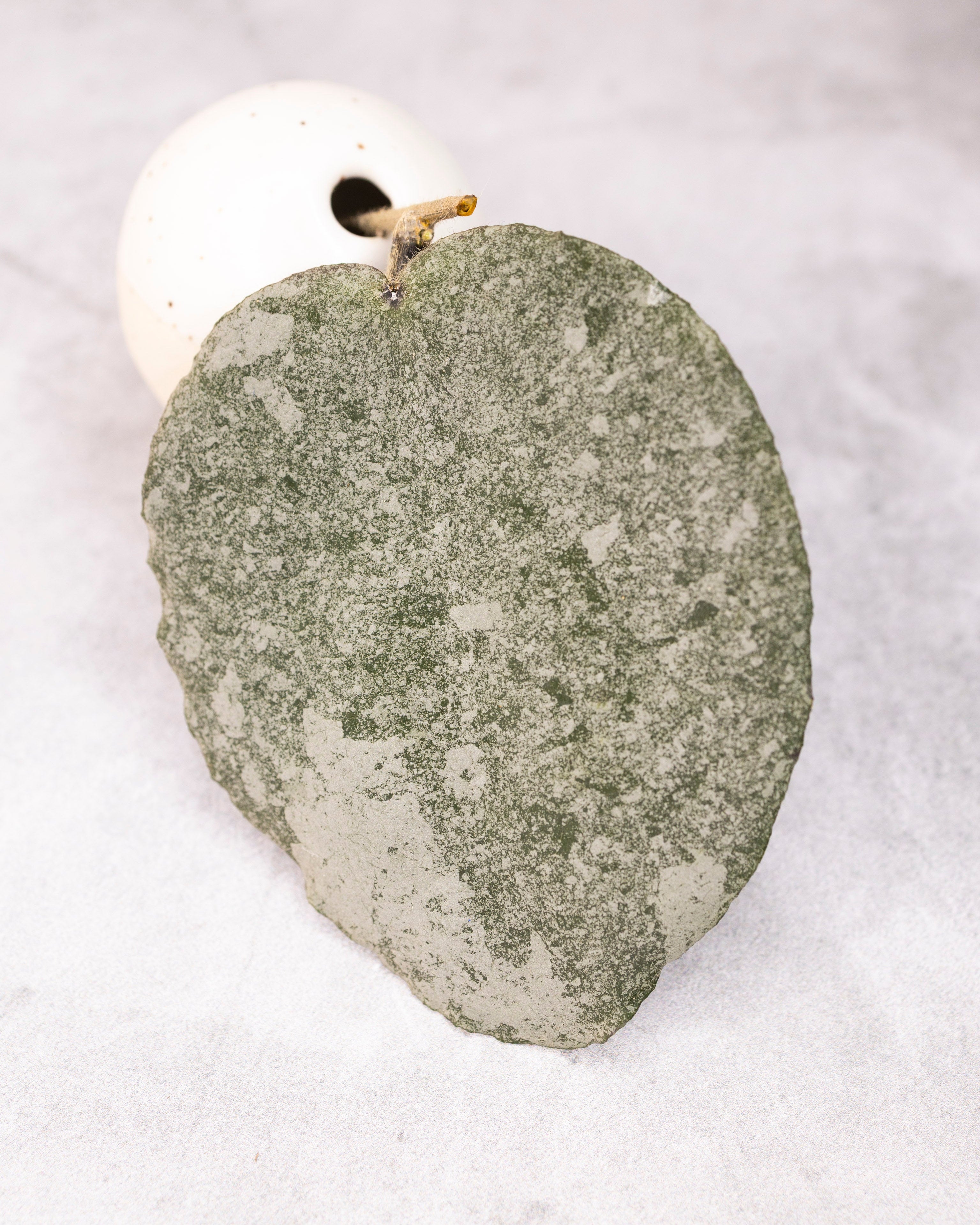 Hoya caudata (silver)