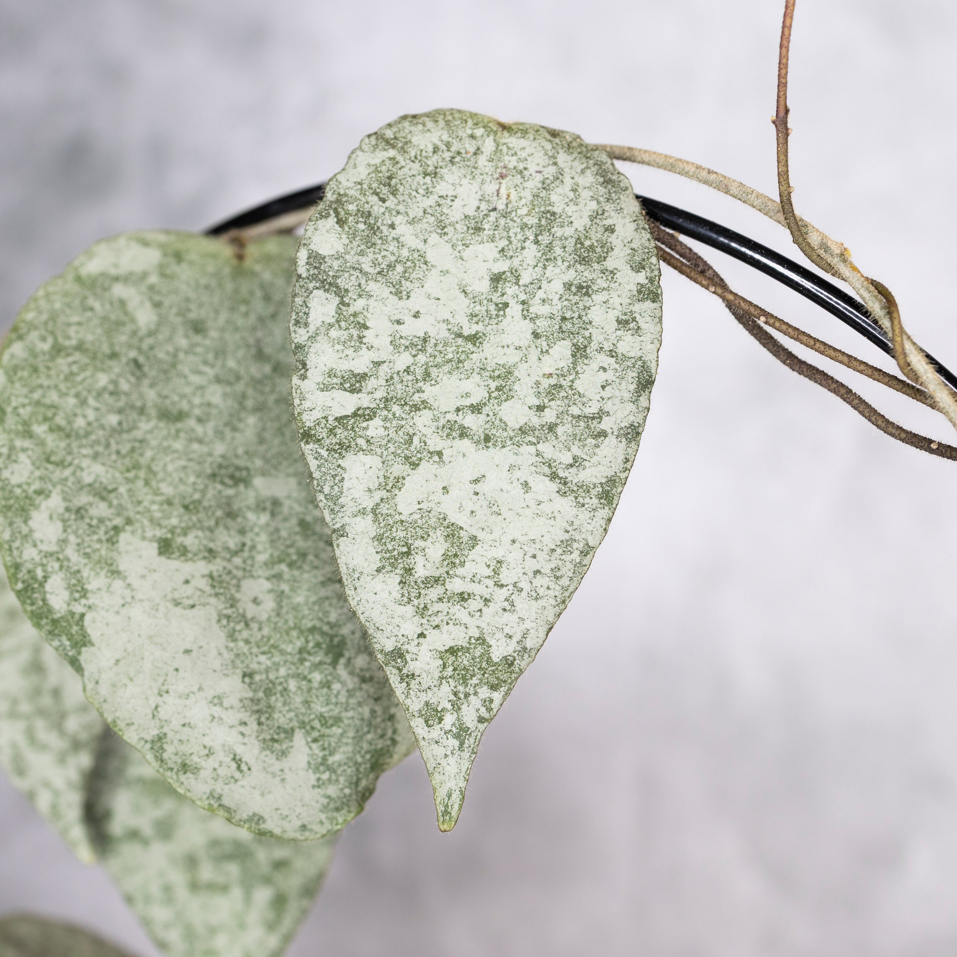 Close-up of silvery leaves with a blurred background, Hoya Caudata Silver