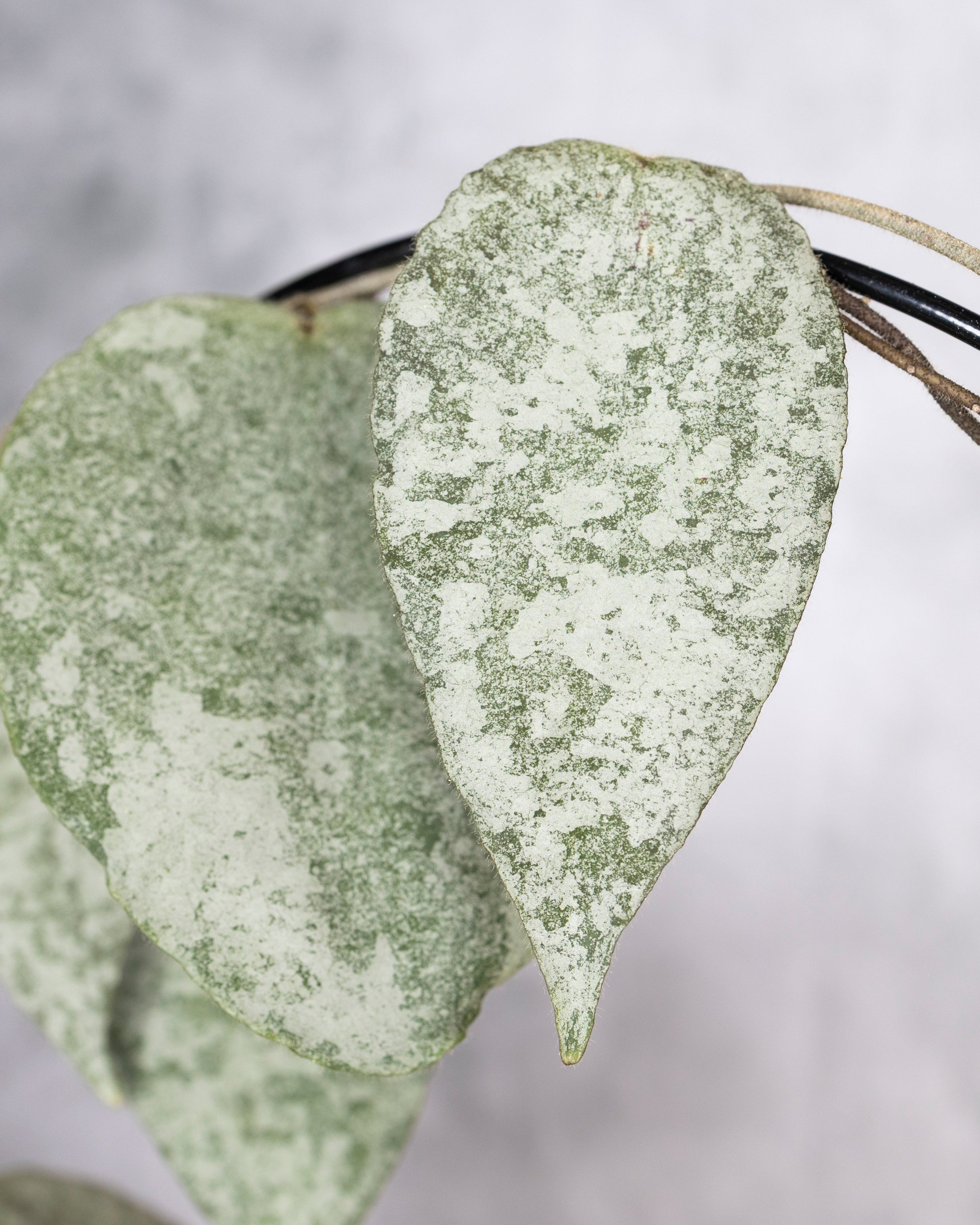 Close-up of silvery leaves with a blurred background, Hoya Caudata Silver