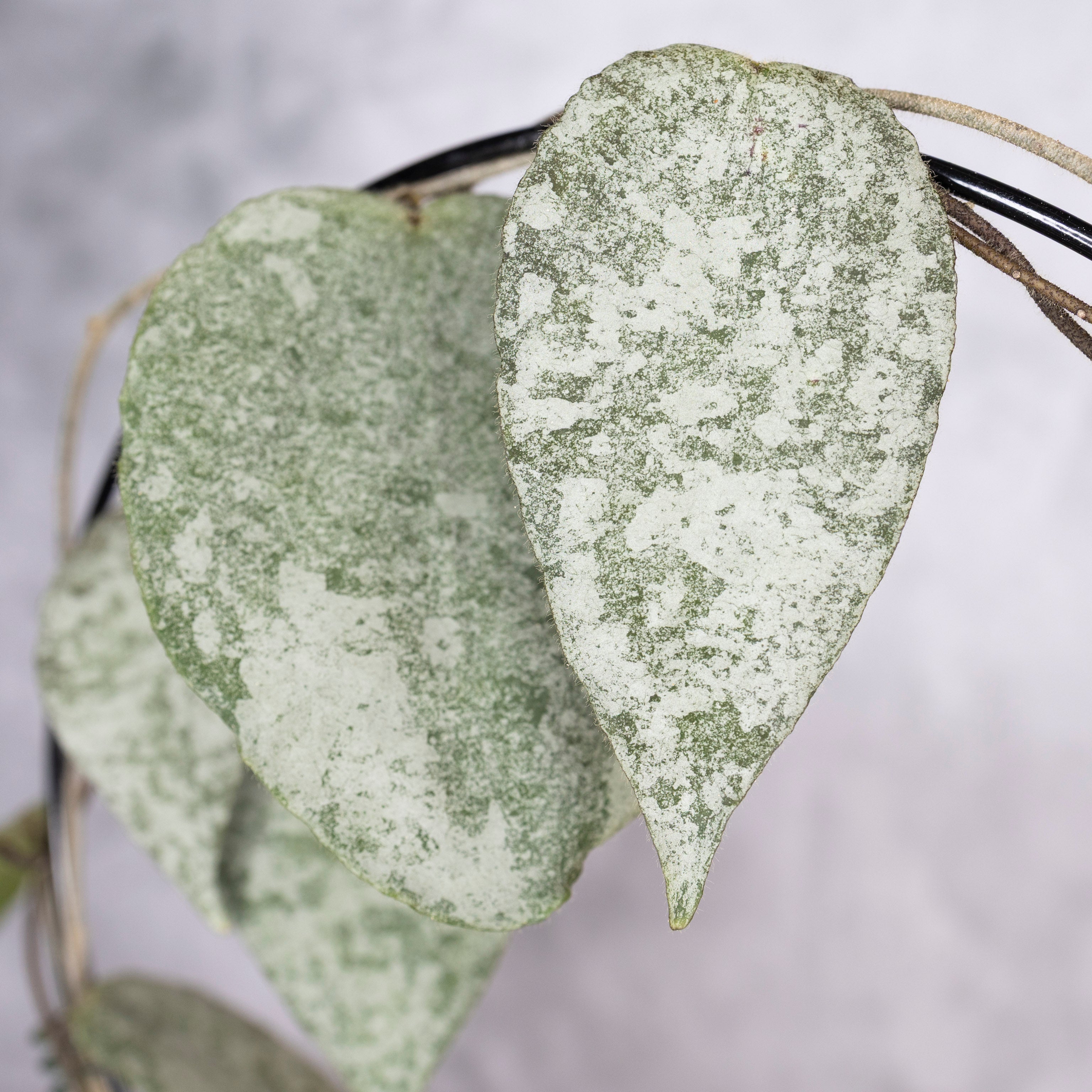 Hoya Caudata Silver