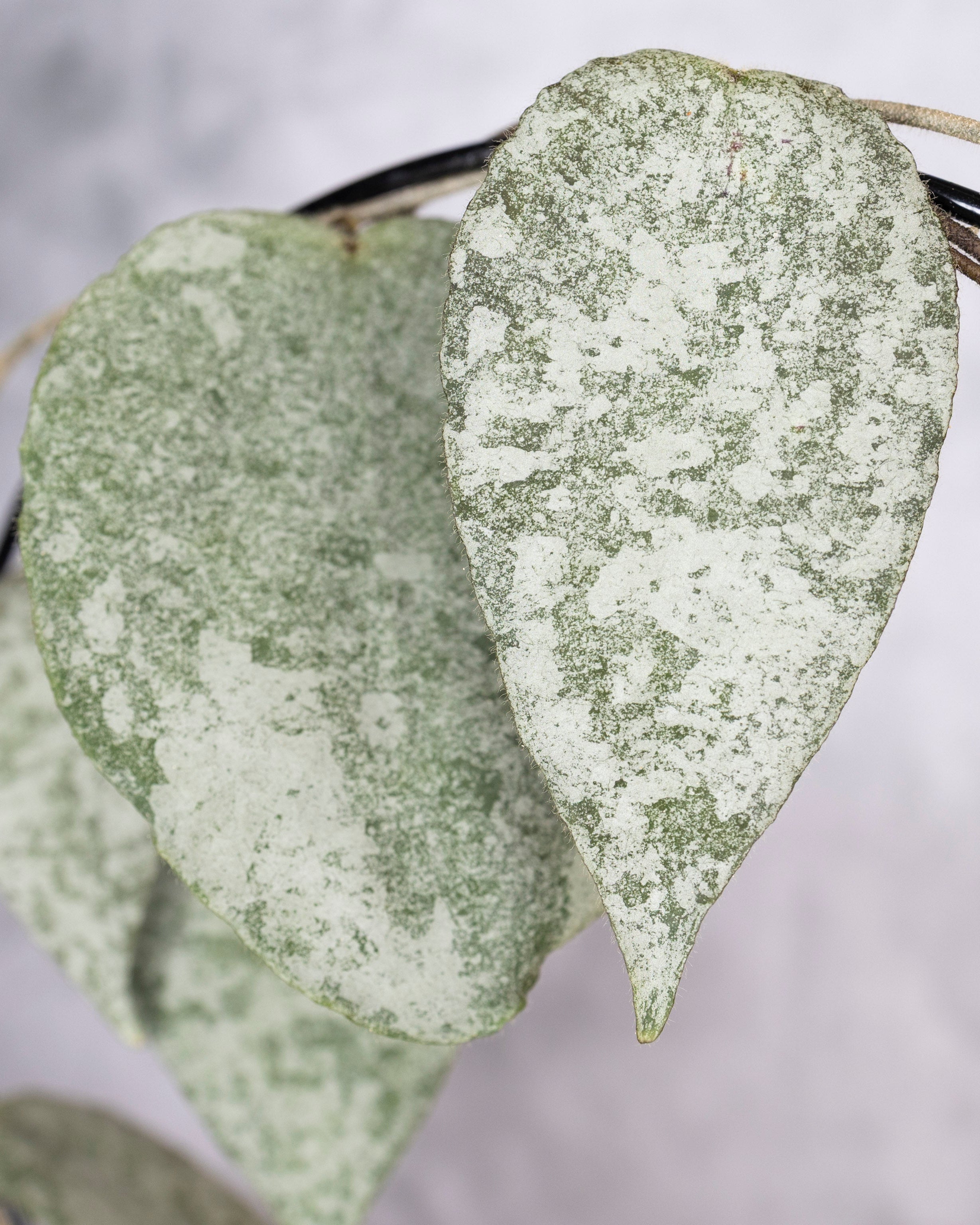 Hoya Caudata Silver