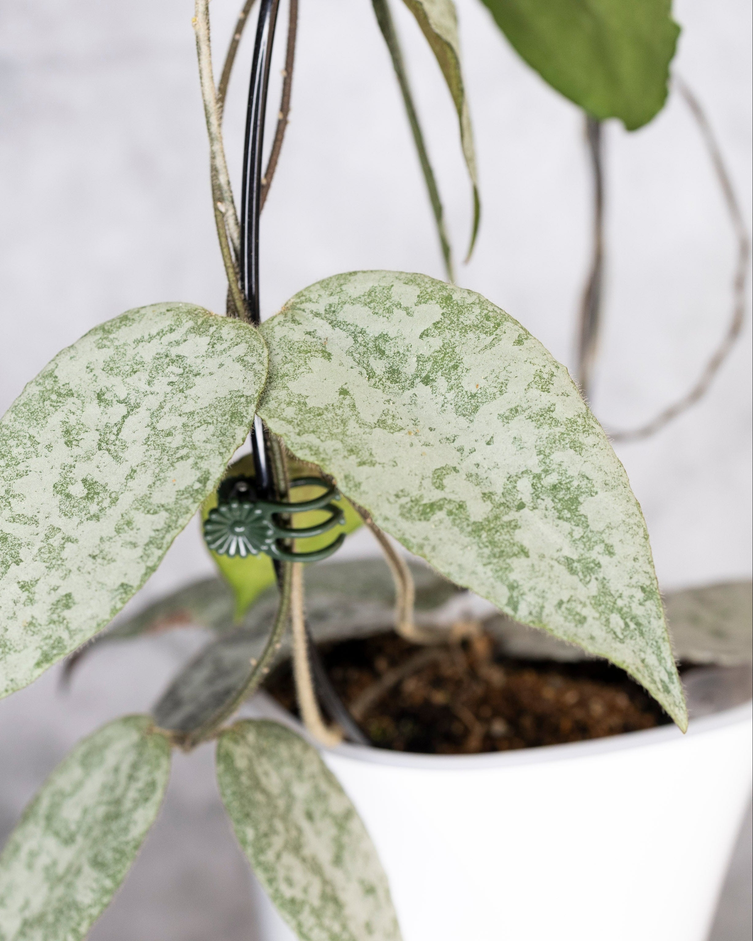Hoya Caudata Silver