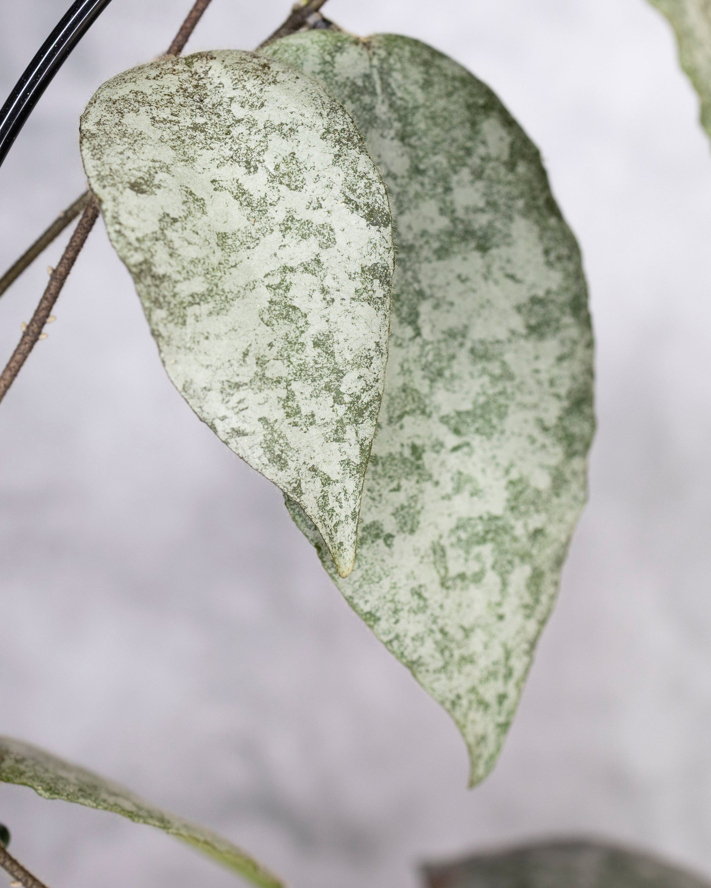 Hoya Caudata Silver