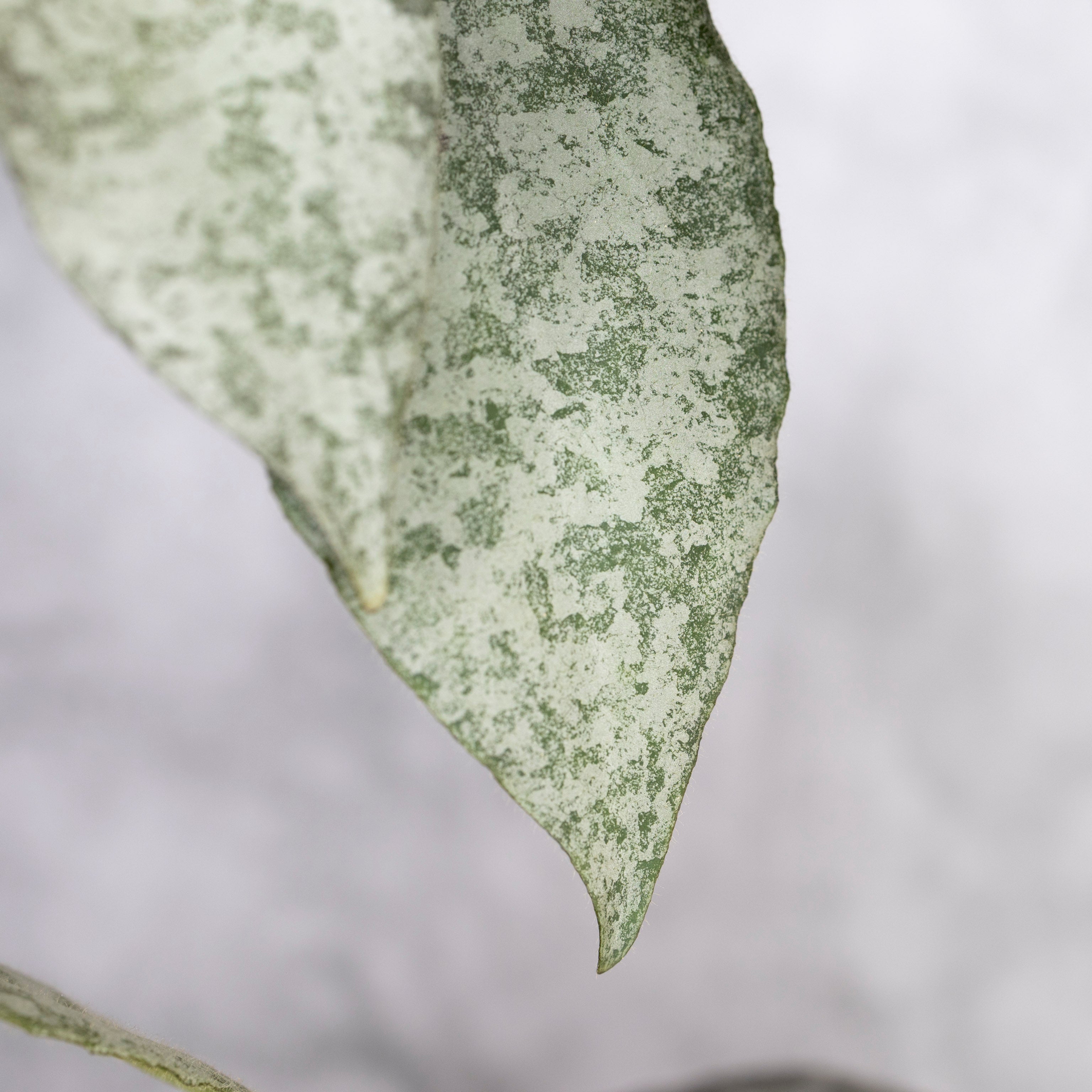Close-up of a silvery leaf with a white background, Hoya Caudata Silver