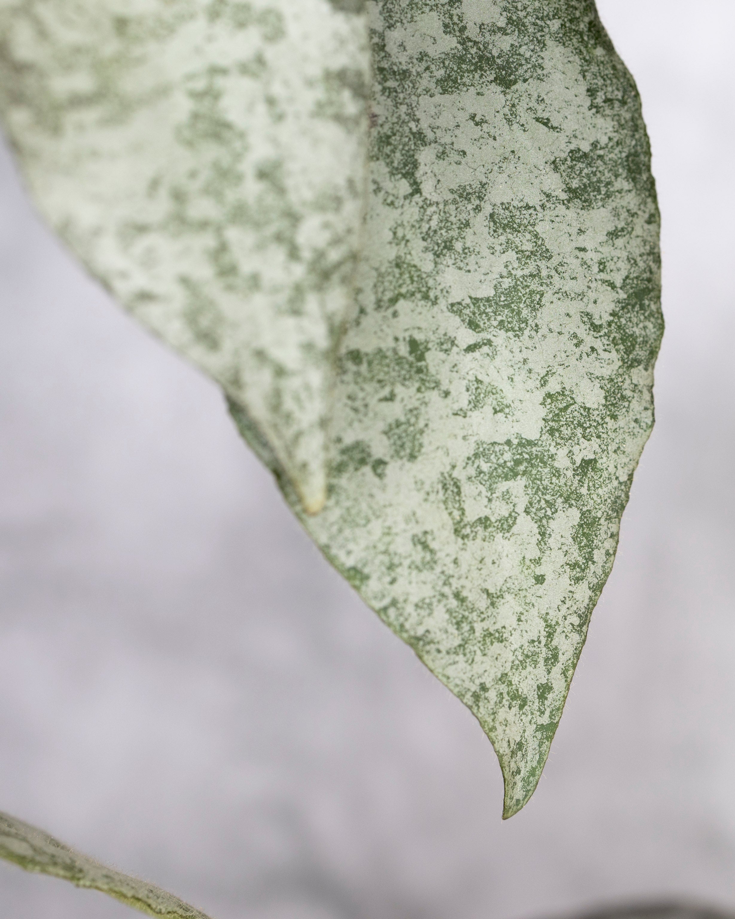 Close-up of a silvery leaf with a white background, Hoya Caudata Silver