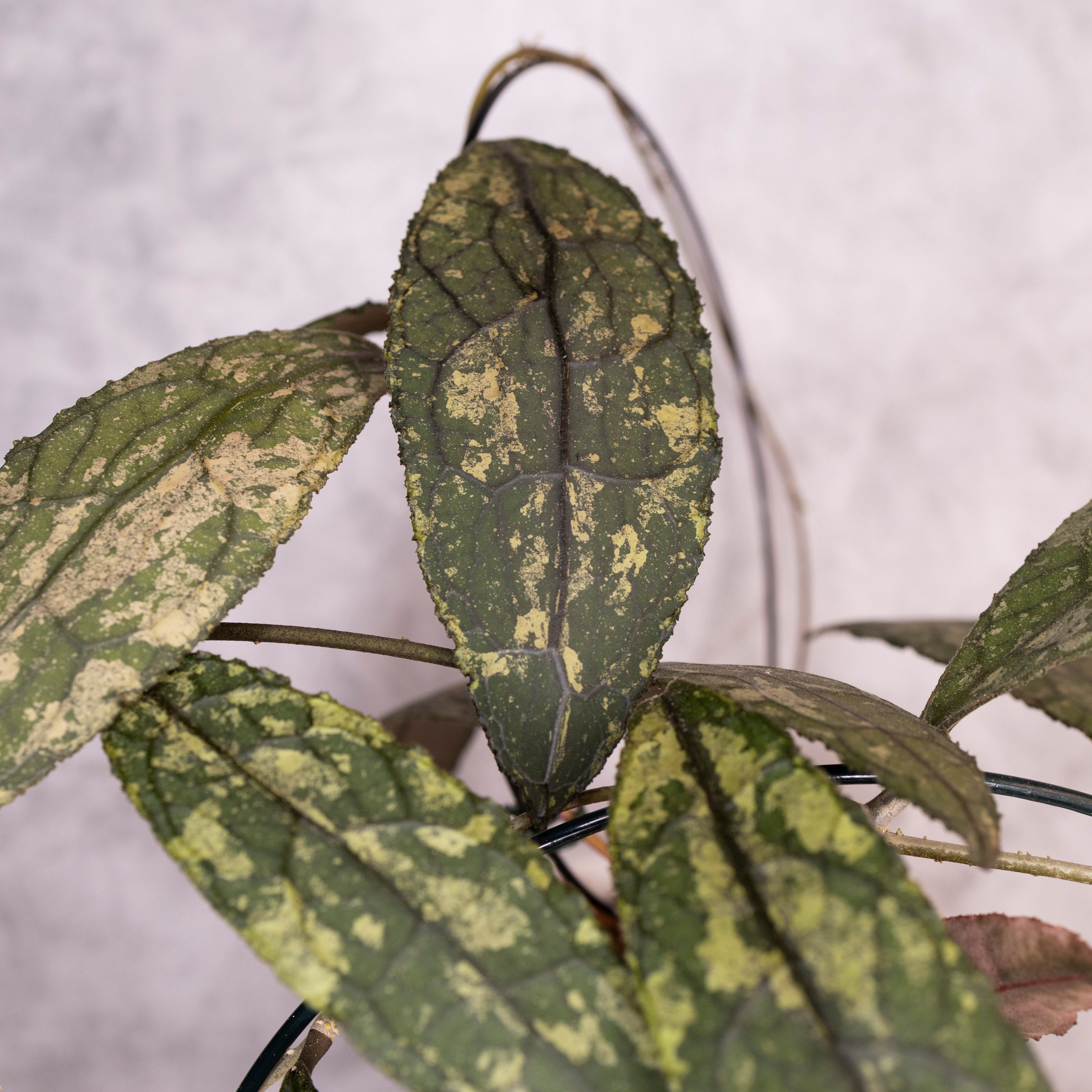 Hoya Clemensiorum sp Sumatra Splash, Close-up of green leaves with a blurred background