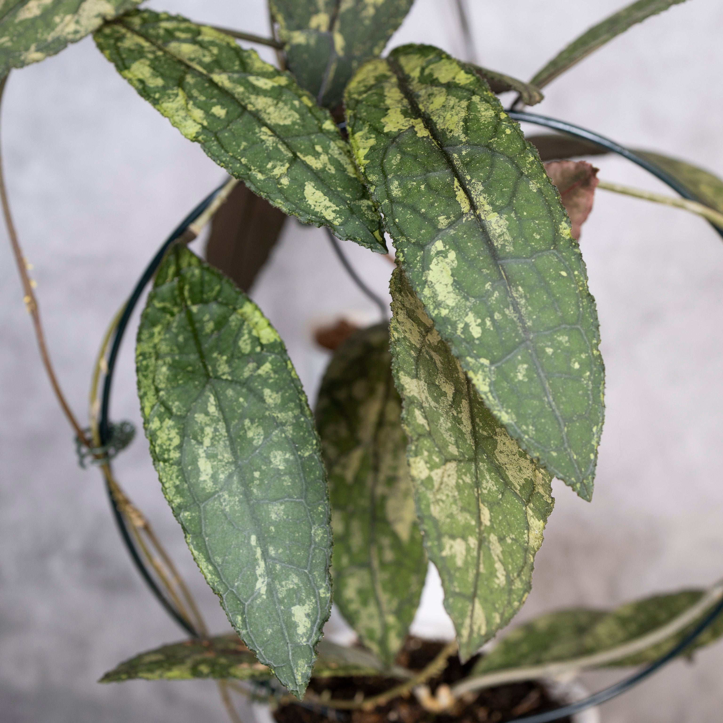 Hoya Clemensiorum sp Sumatra Splash, green splashy leaves of a houseplant against a neutral background
