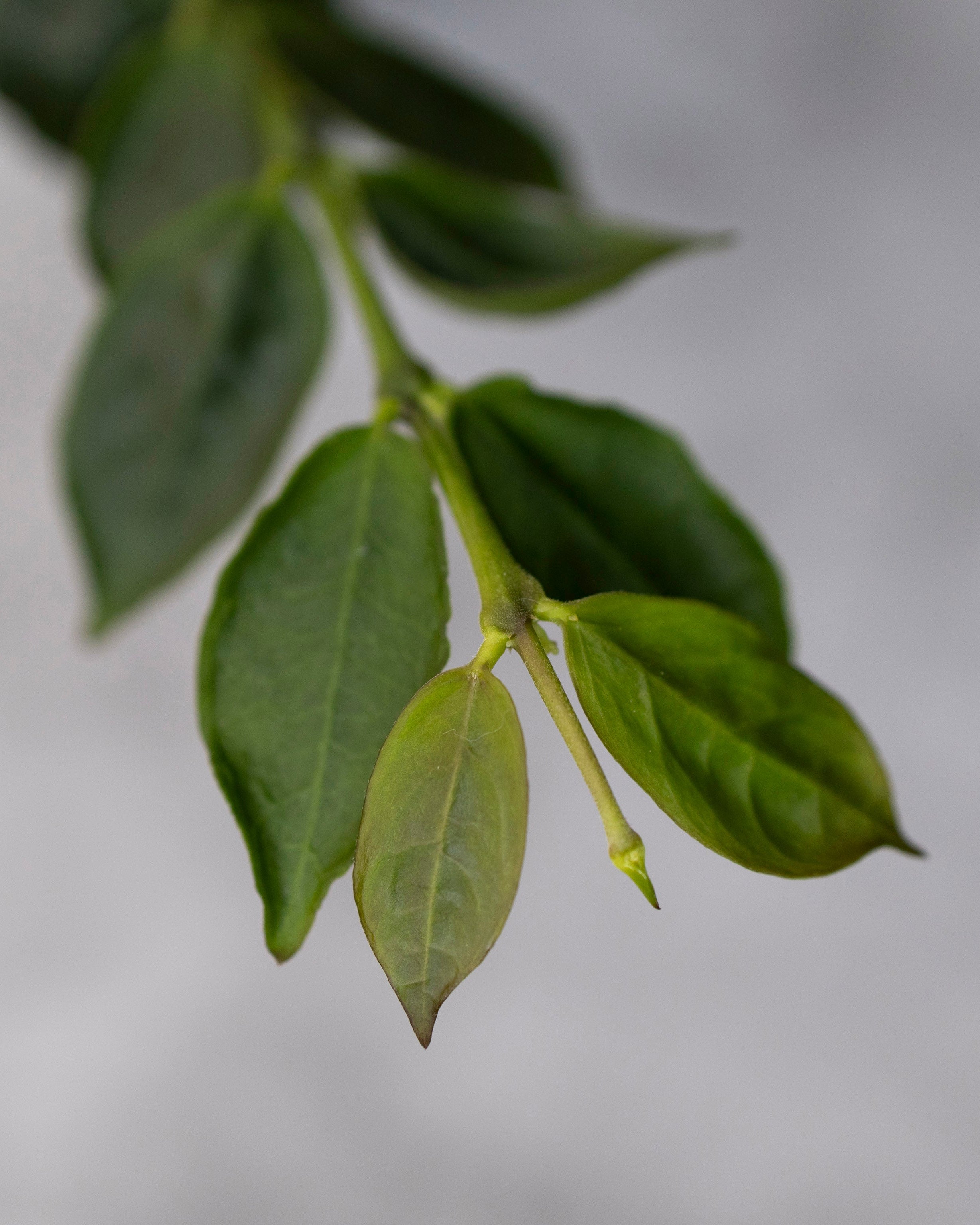 Close-up of green leaves on a blurred gray background