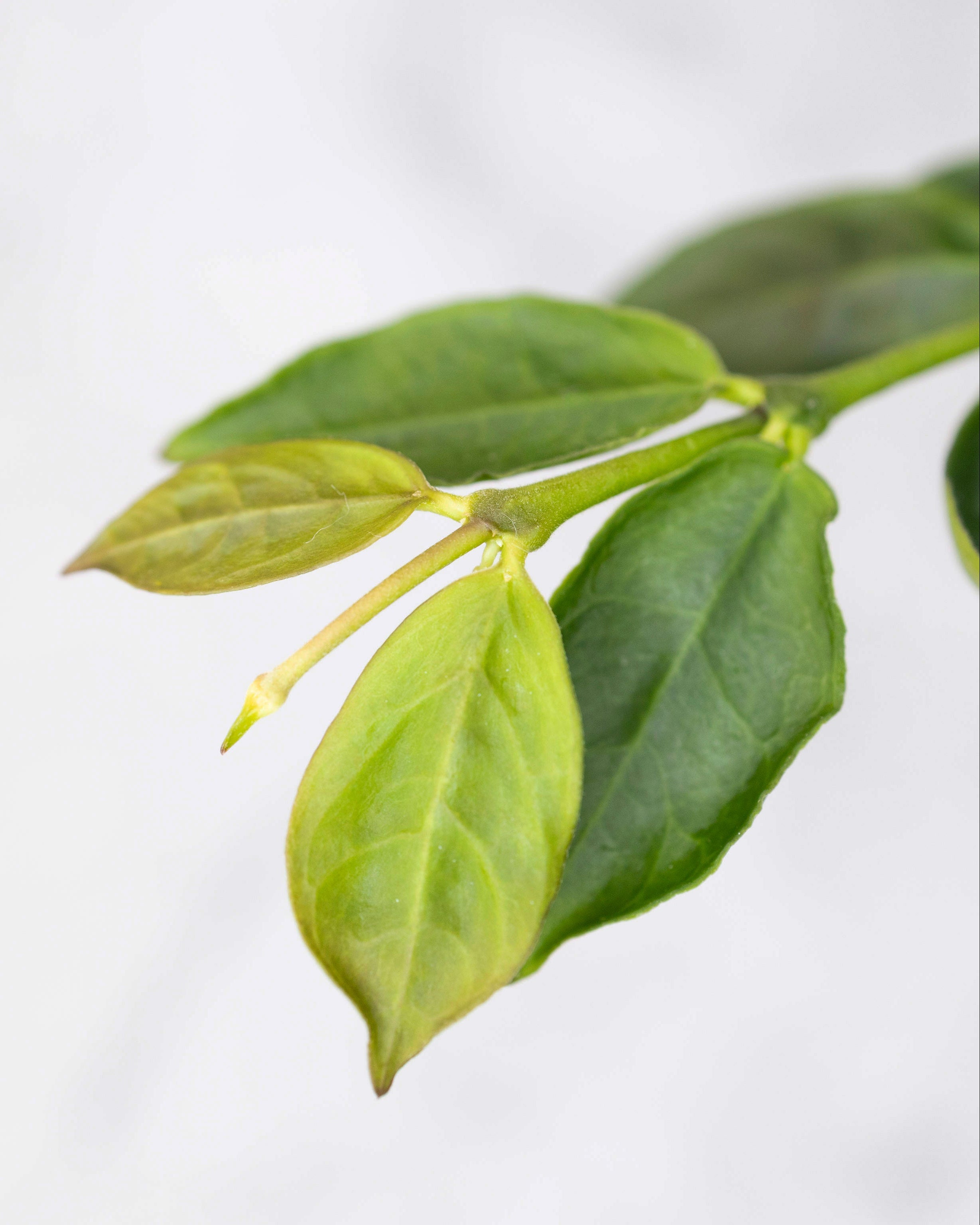 Close-up of green leaves on a white background