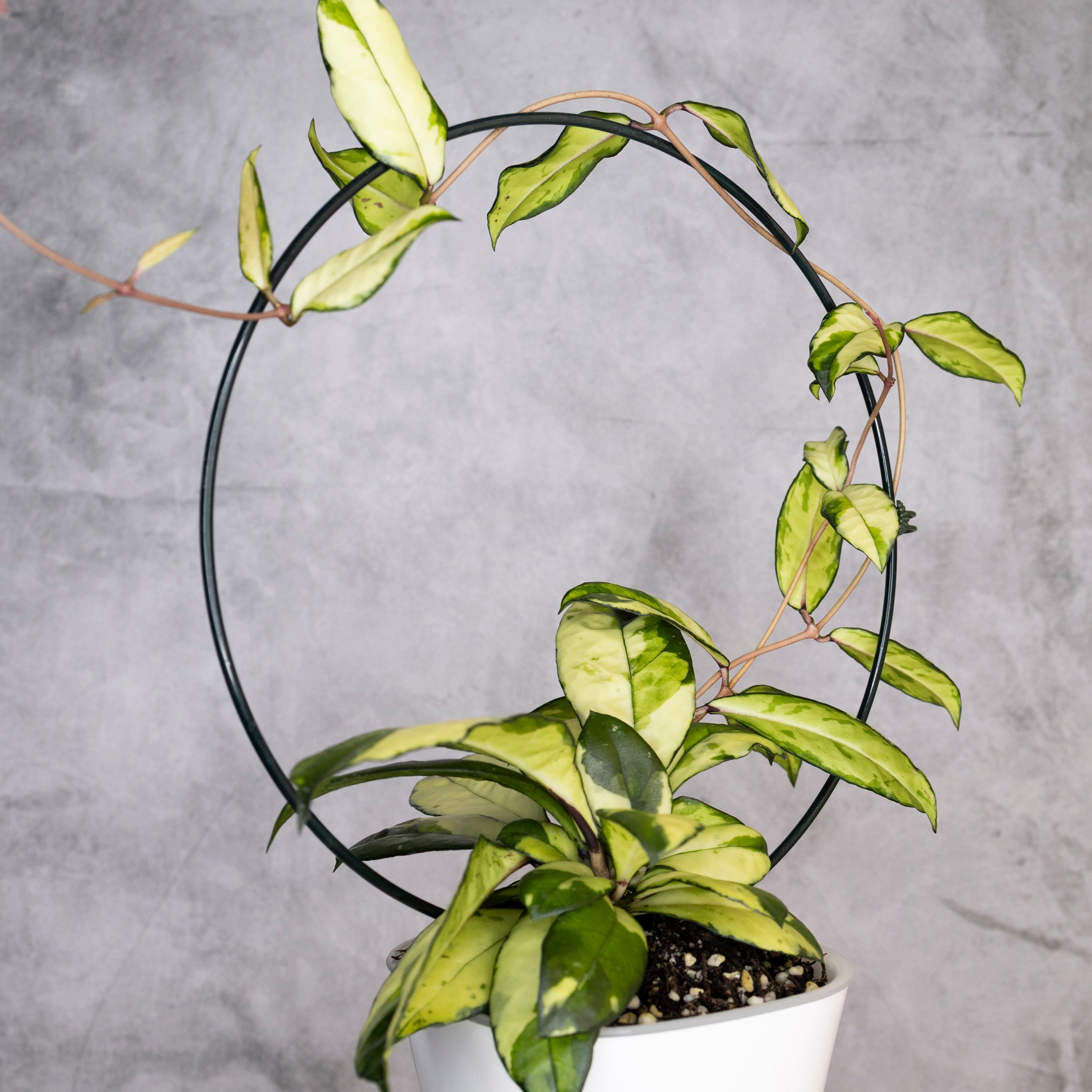 Hoya Crassipetiolata Variegated, Potted plant with a circular metal stand against a gray background